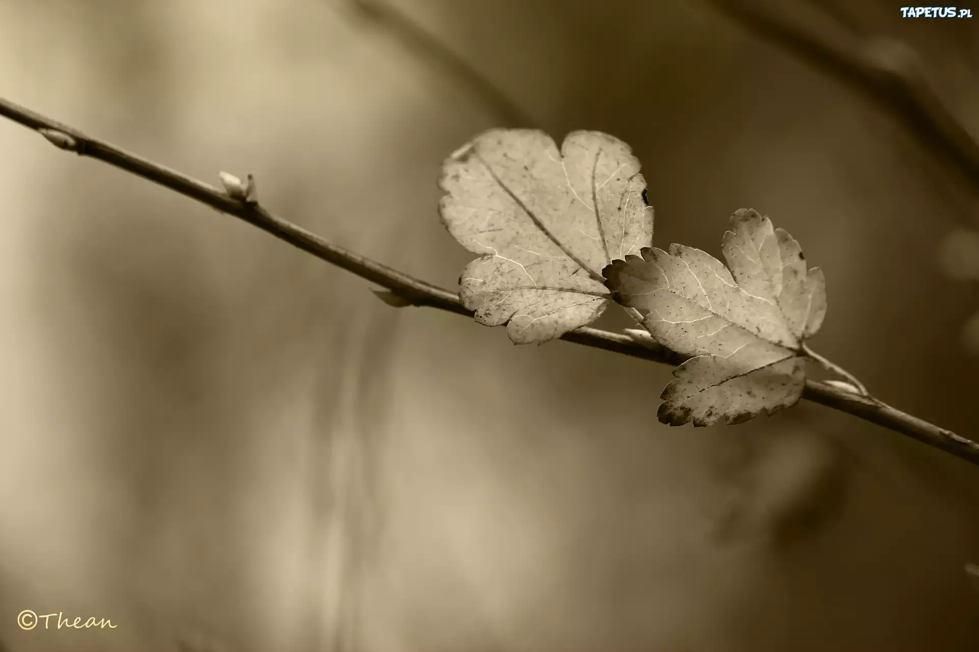 Listki, Gałązka, Sepia