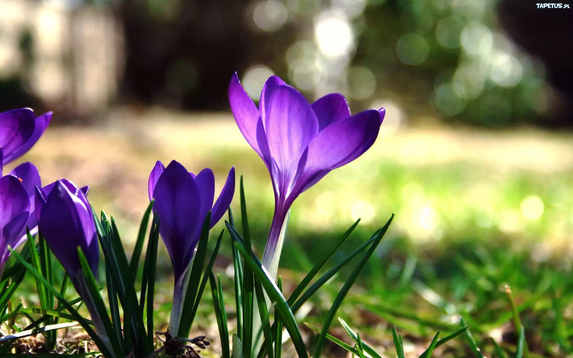 Krokus