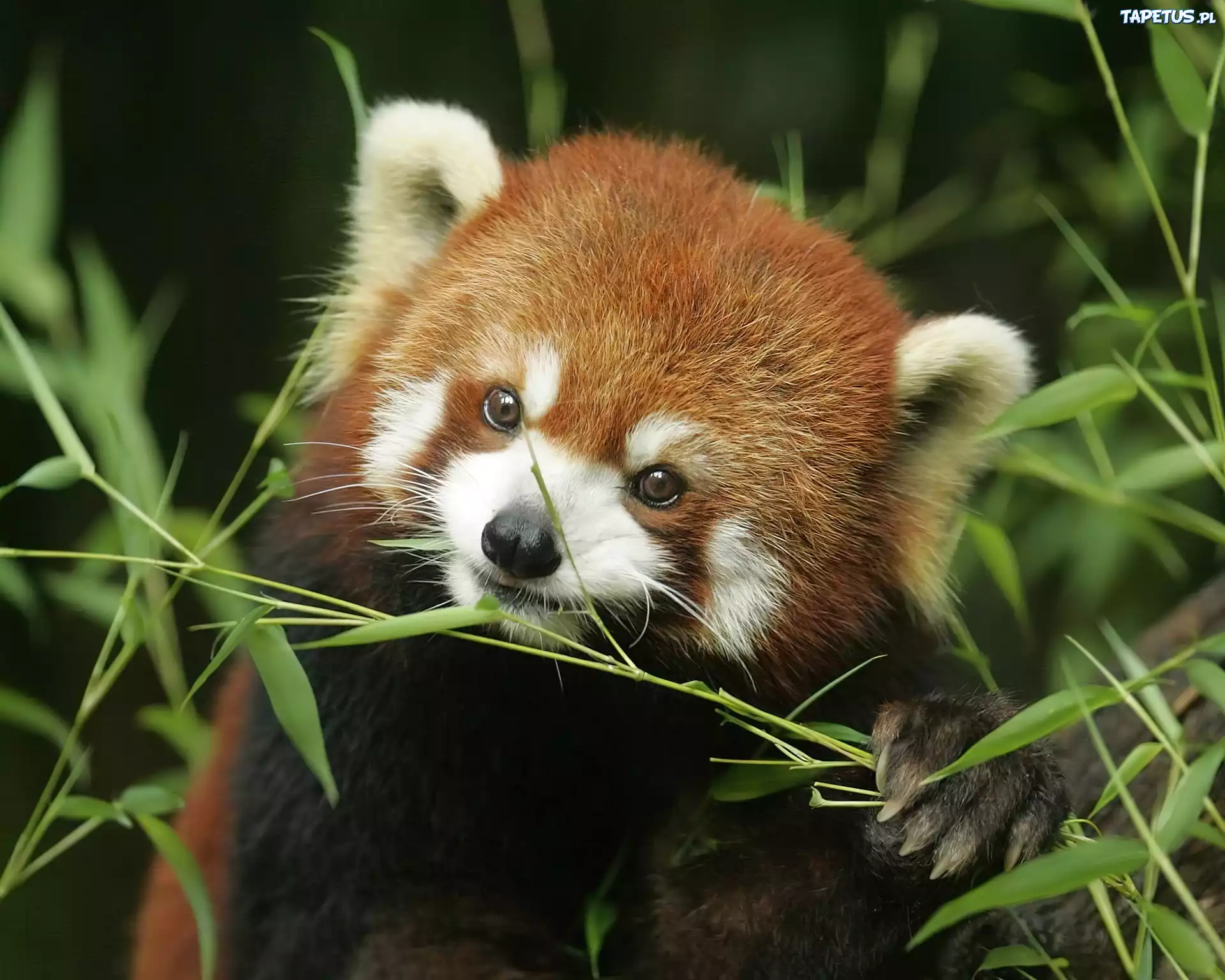 Panda, Czerwona