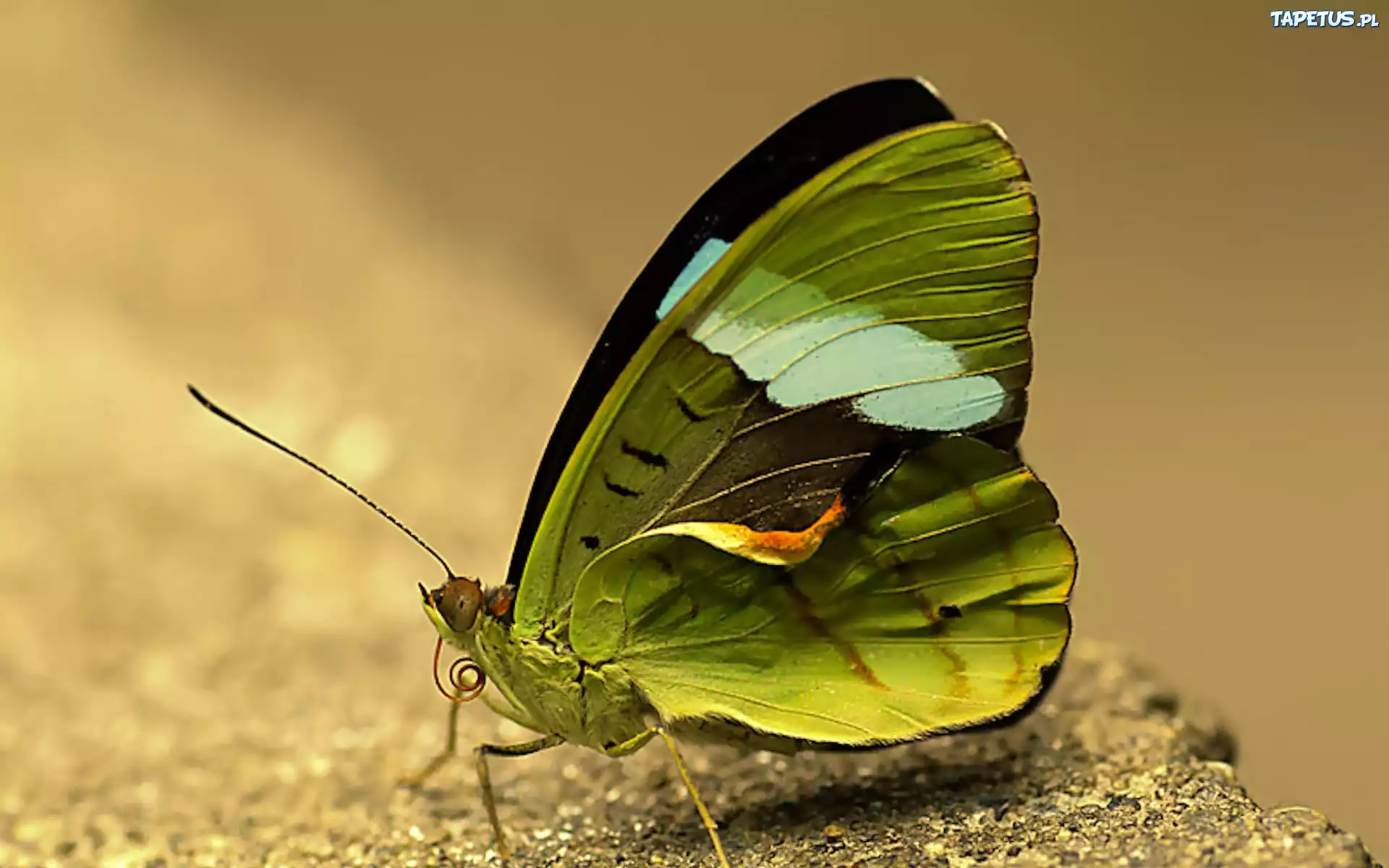 Zielony, Motyl