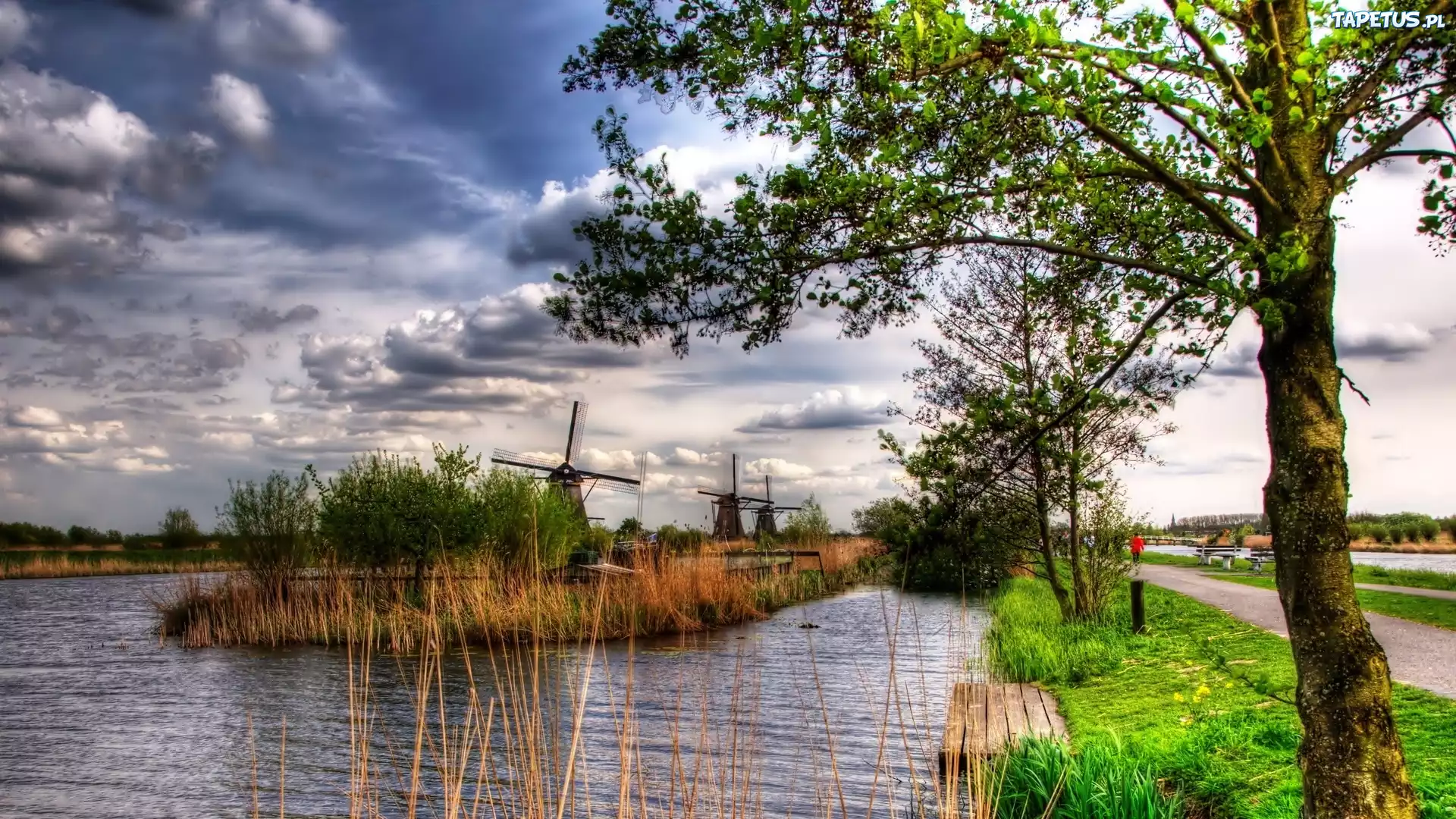 Wiatraki, Droga, Rzeka, Drzewa, Kinderdijk, Holandia