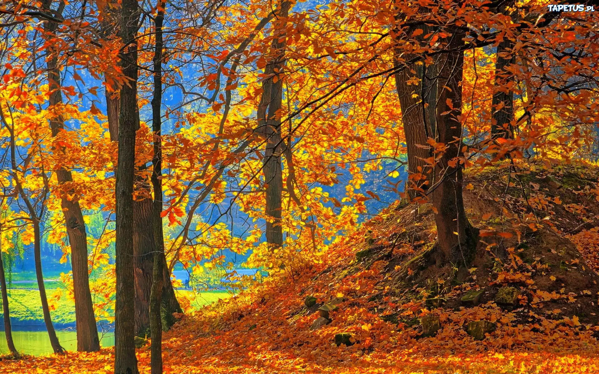 Drzewa, Nad Jeziorem, Opadłe Liście, Park
