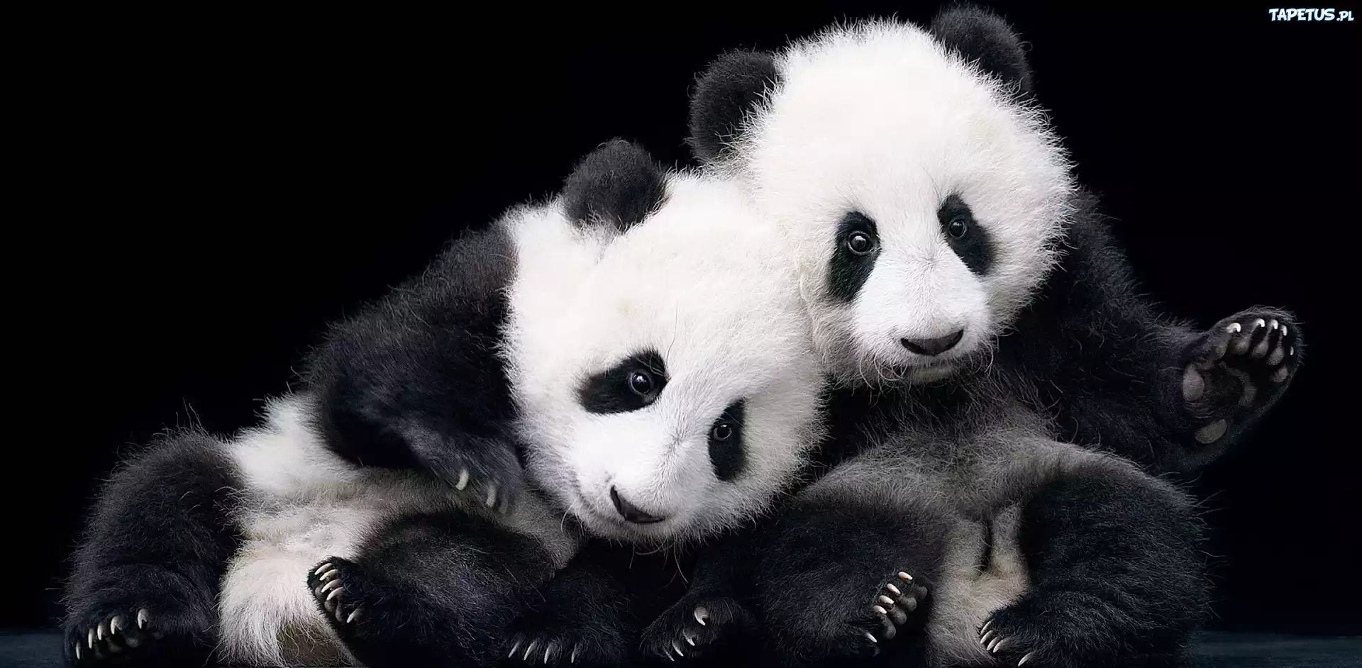 Dwa, Misie, Panda
