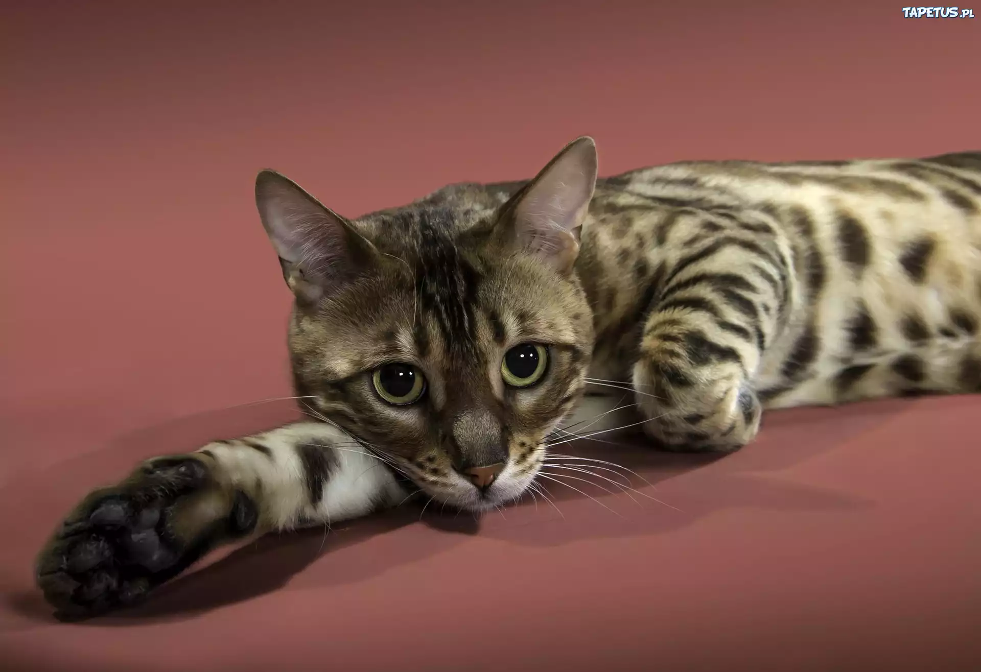 Kot Ocicat