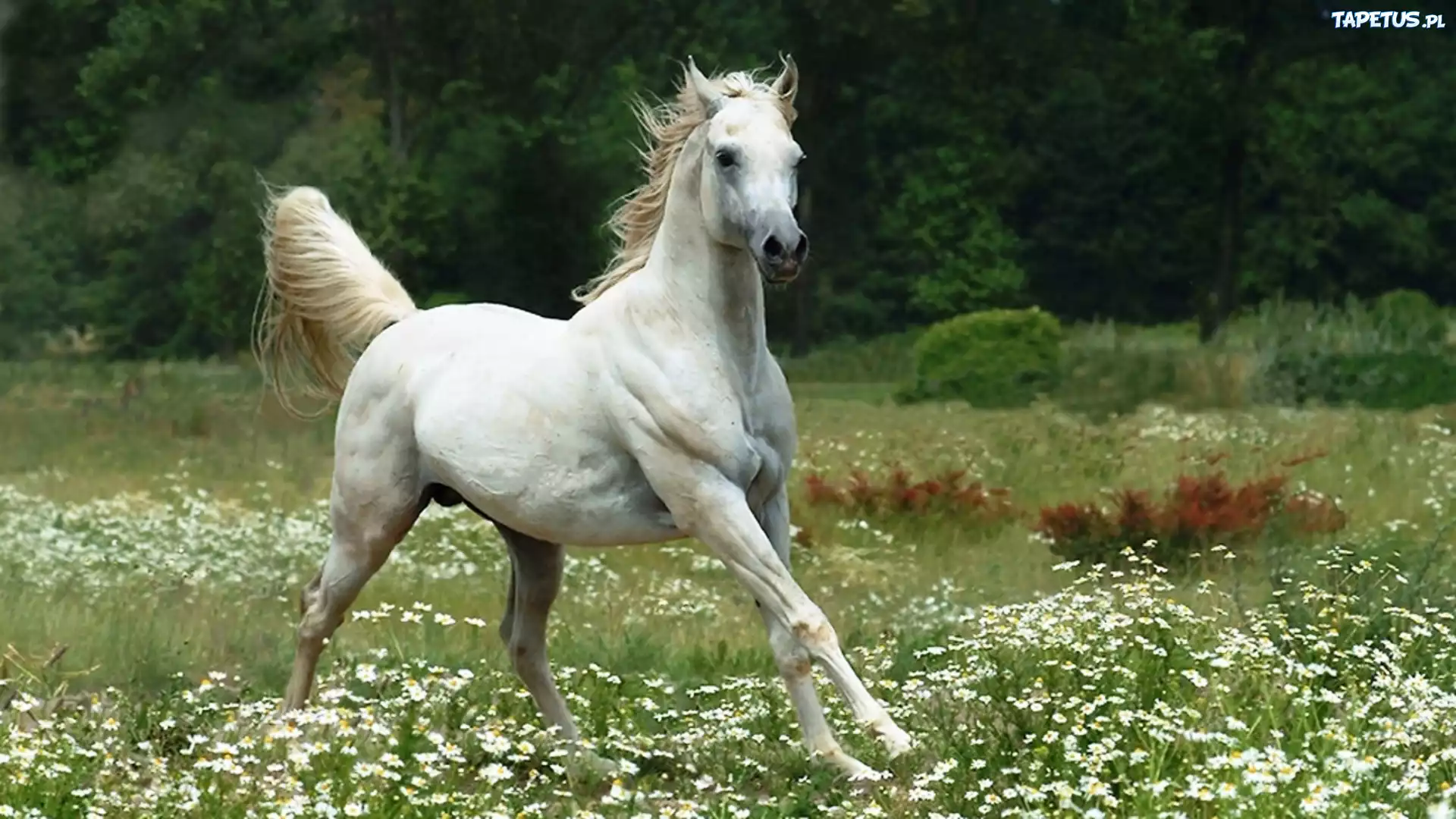 Лошади 9 лет. Белый конь. Красивая белая лошадь. Серый конь. Красивые лошади на природе.