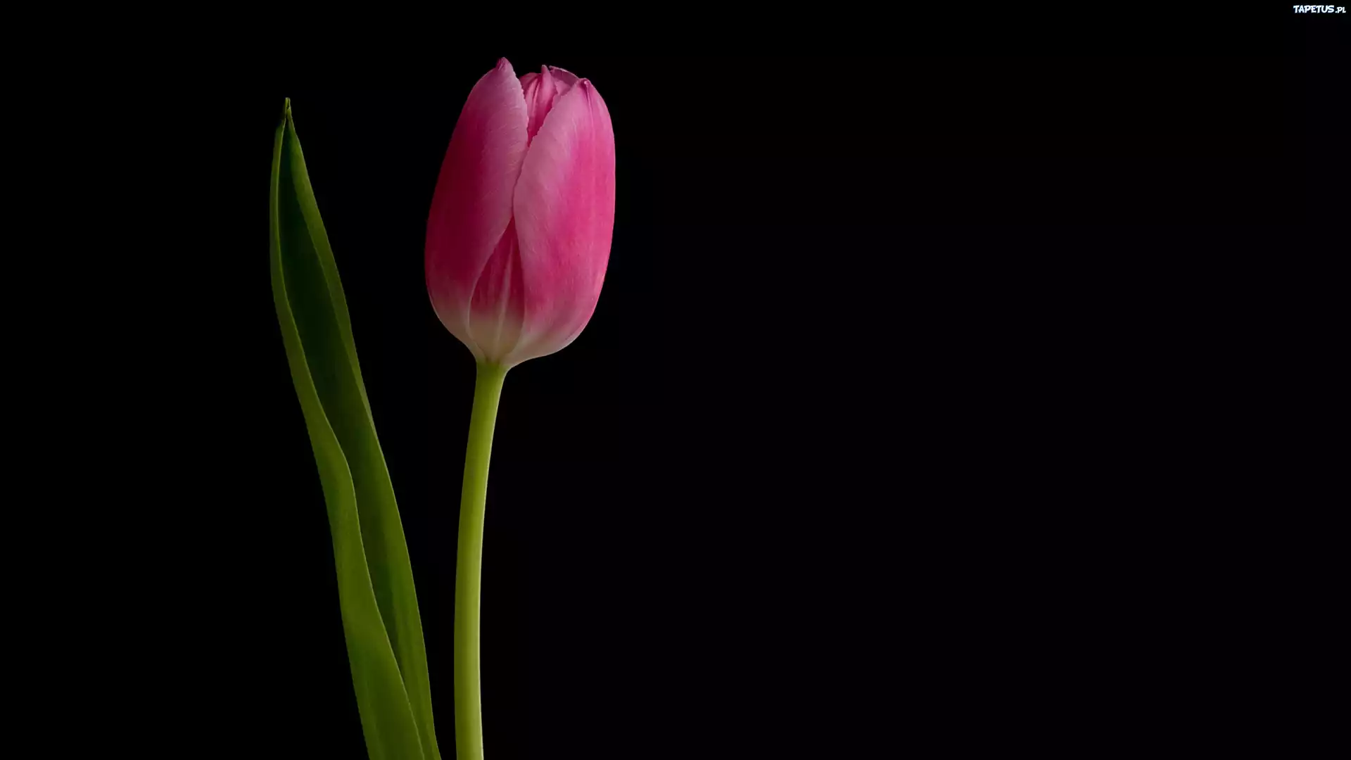 Różowy, Tulipan, Czarne, Tło