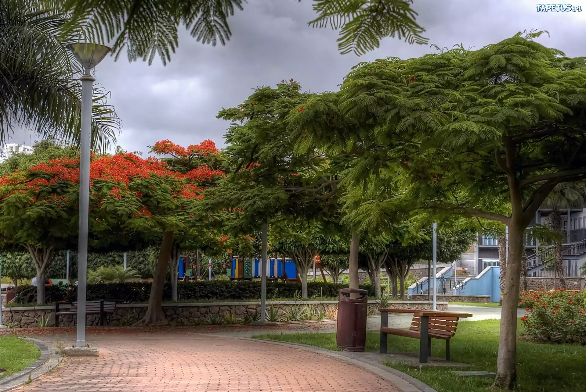 Park, Bench, Nature, Spain, Aleja, Wyspy, Kanaryjskie