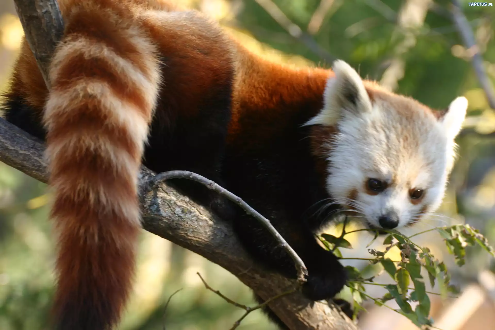 Czerwona, Panda, Zoo