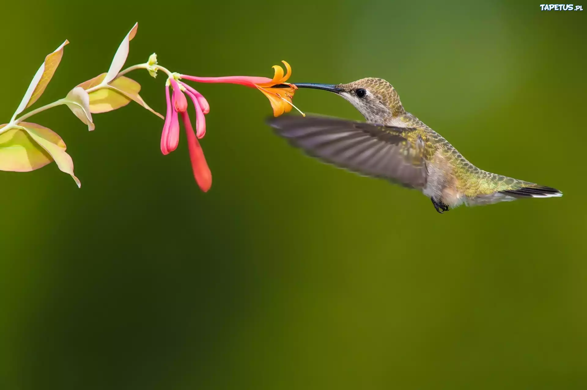 птица природа ветка колибри бесплатно