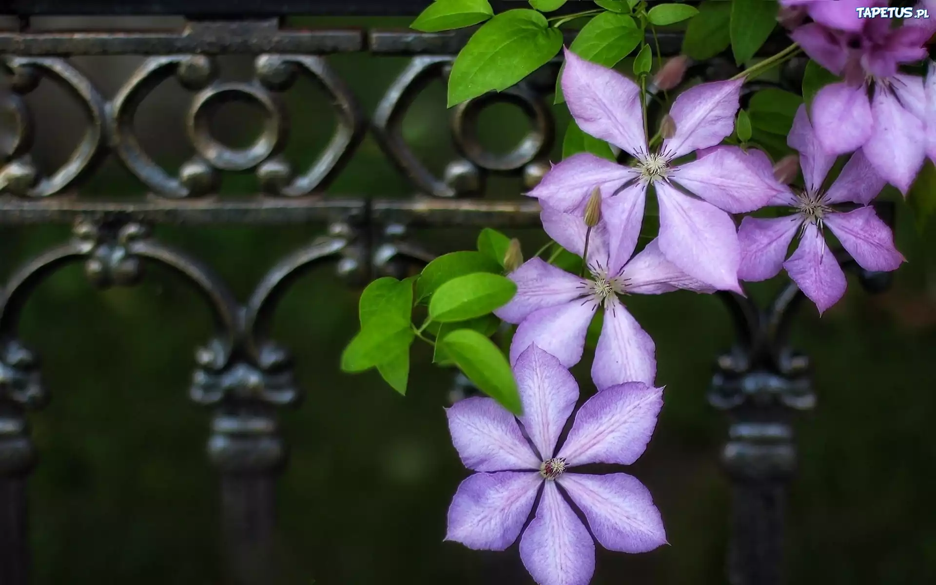 Fioletowe, Kwiaty, Clematis