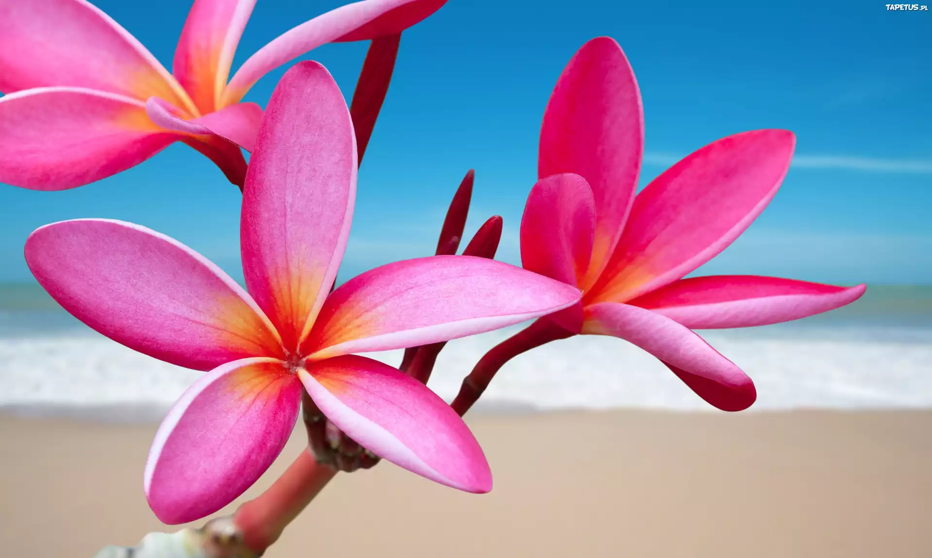 Kwiaty, Plumeria, Rózowa, Plaża, Morze