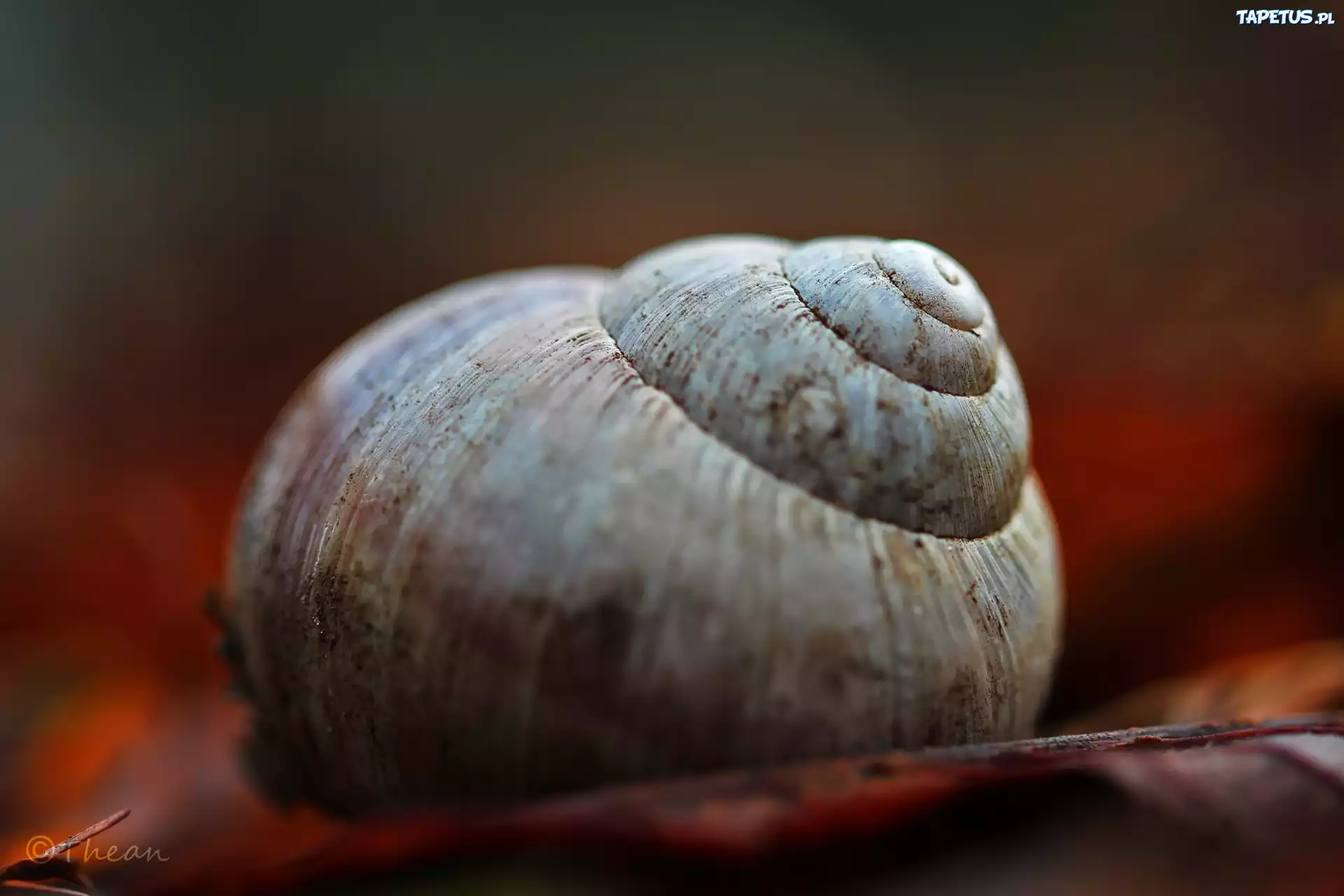 Muszla, Ślimaka