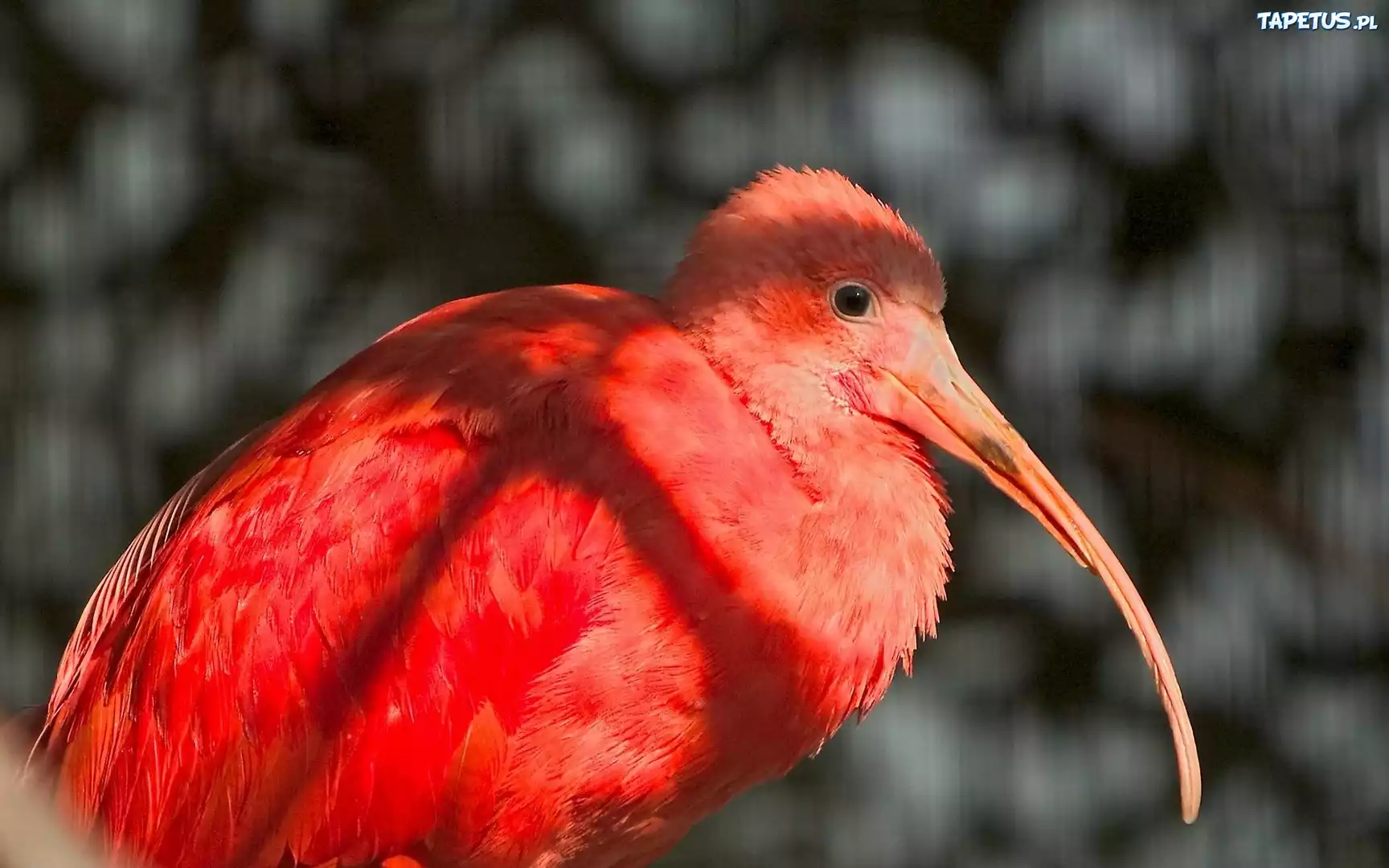 Ibis