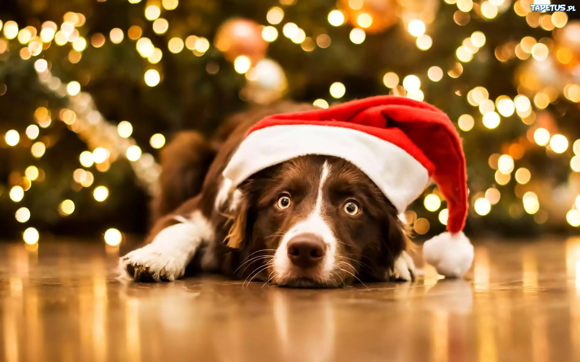Leżący, Pies, Border Collie, Czapka, Mikołaja