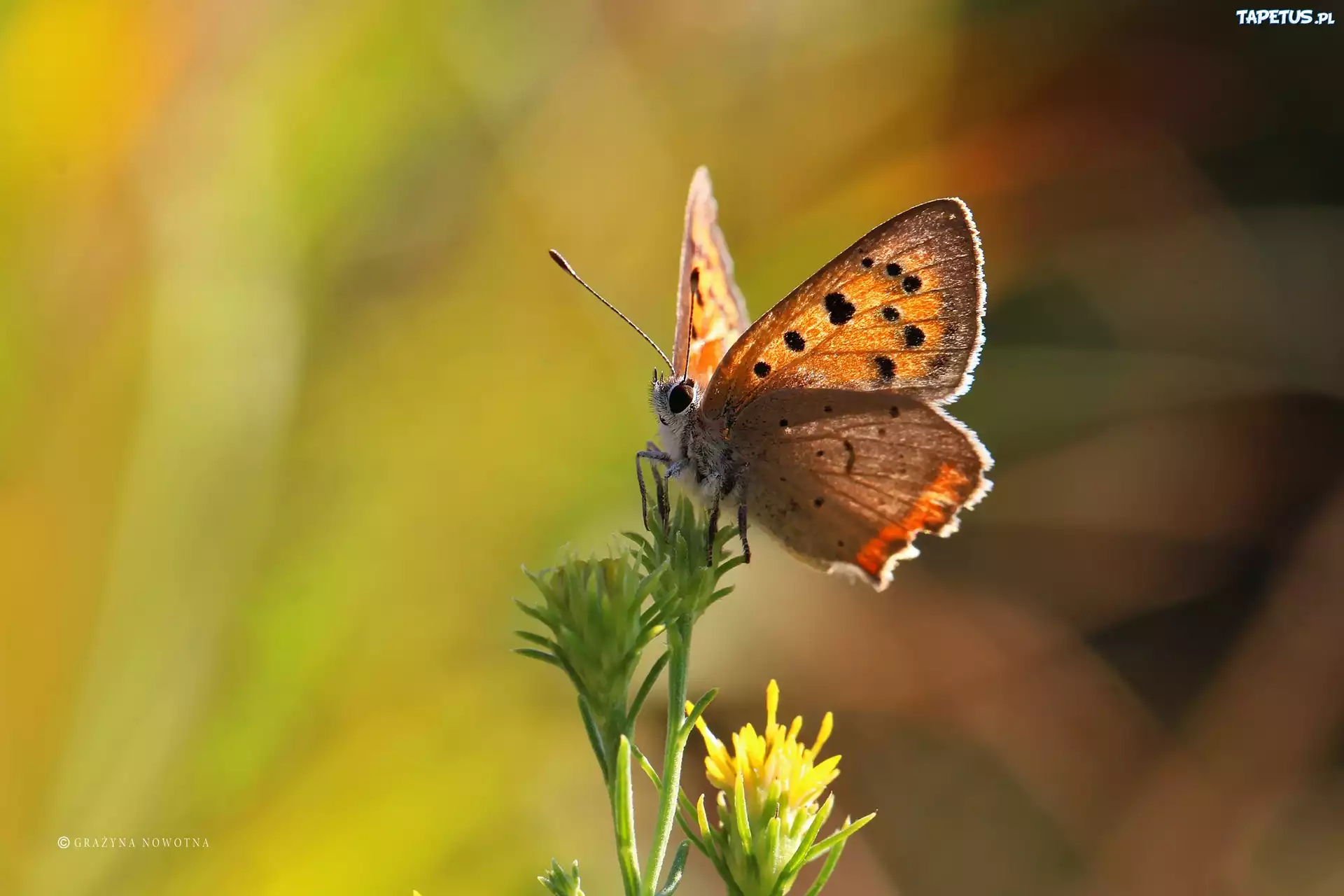 Motyl, Czerwończyk, Owad, Lato