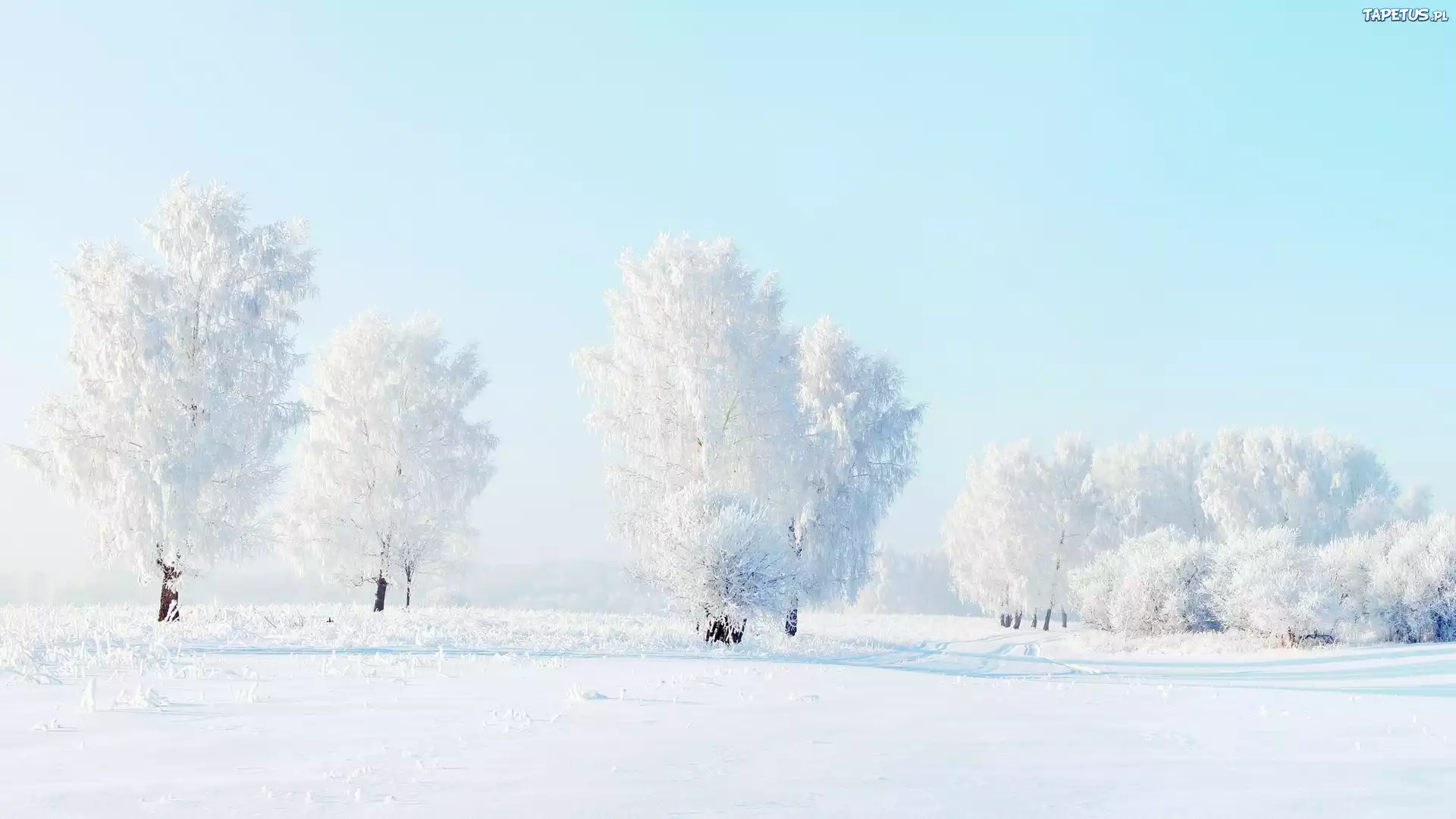 Zima, Oszronione, Drzewa