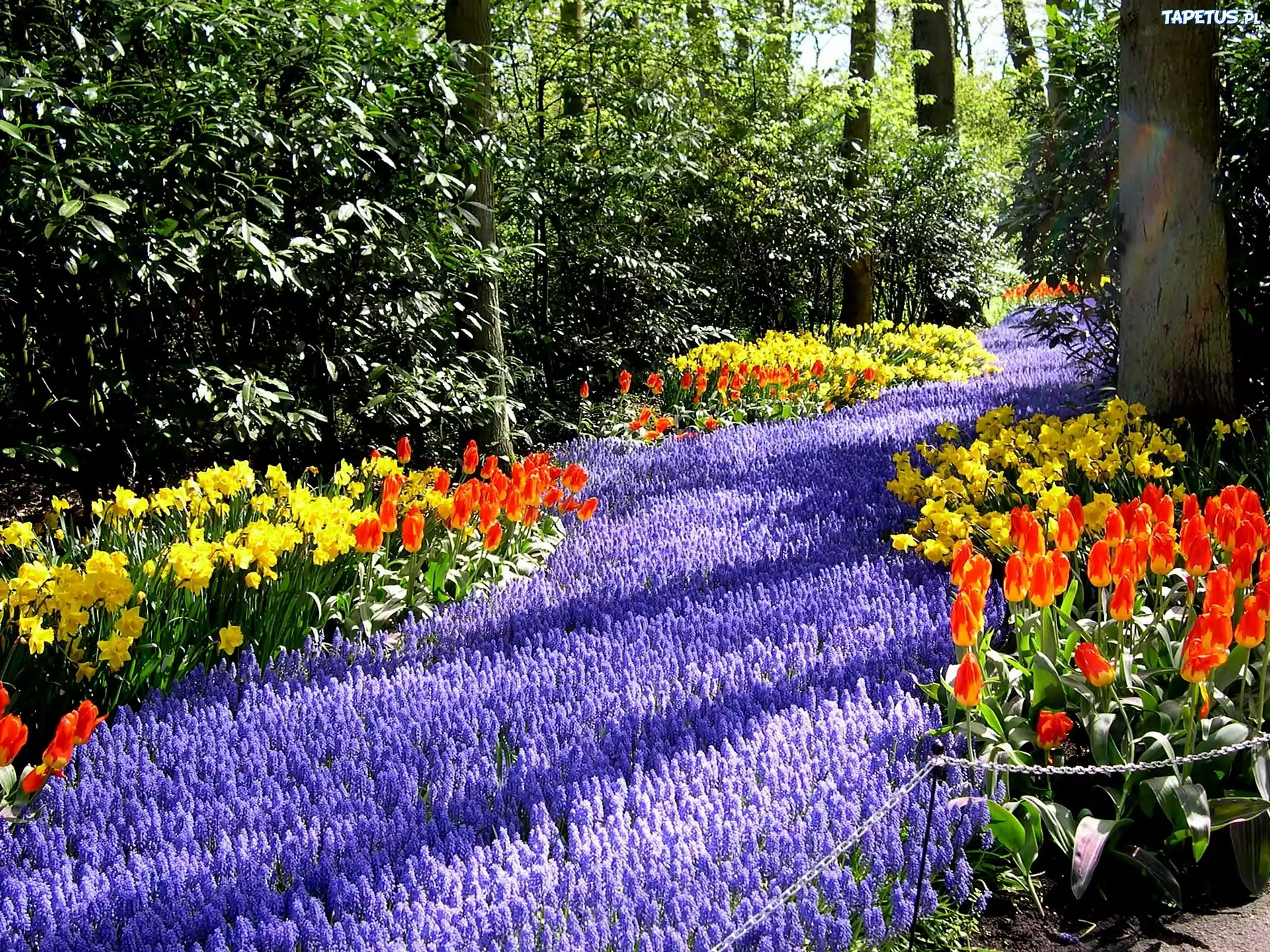 Park, Dywan, Kwiatowy, Przebijające, Światło