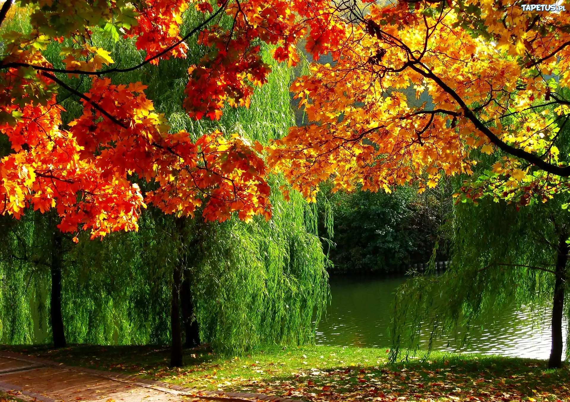 Park, Rzeka, Jesienne, Drzewa
