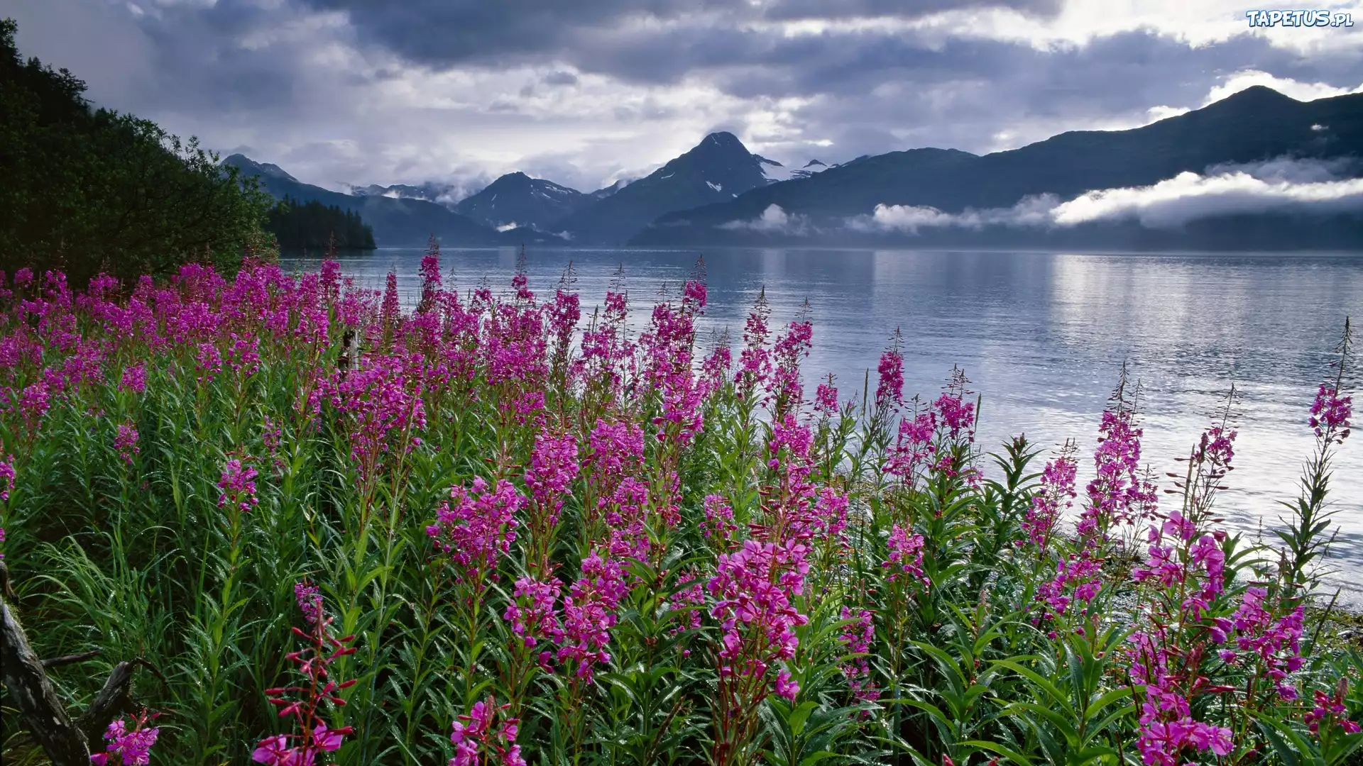 Jezioro, Fiord, Polne, Kwiaty, Alaska