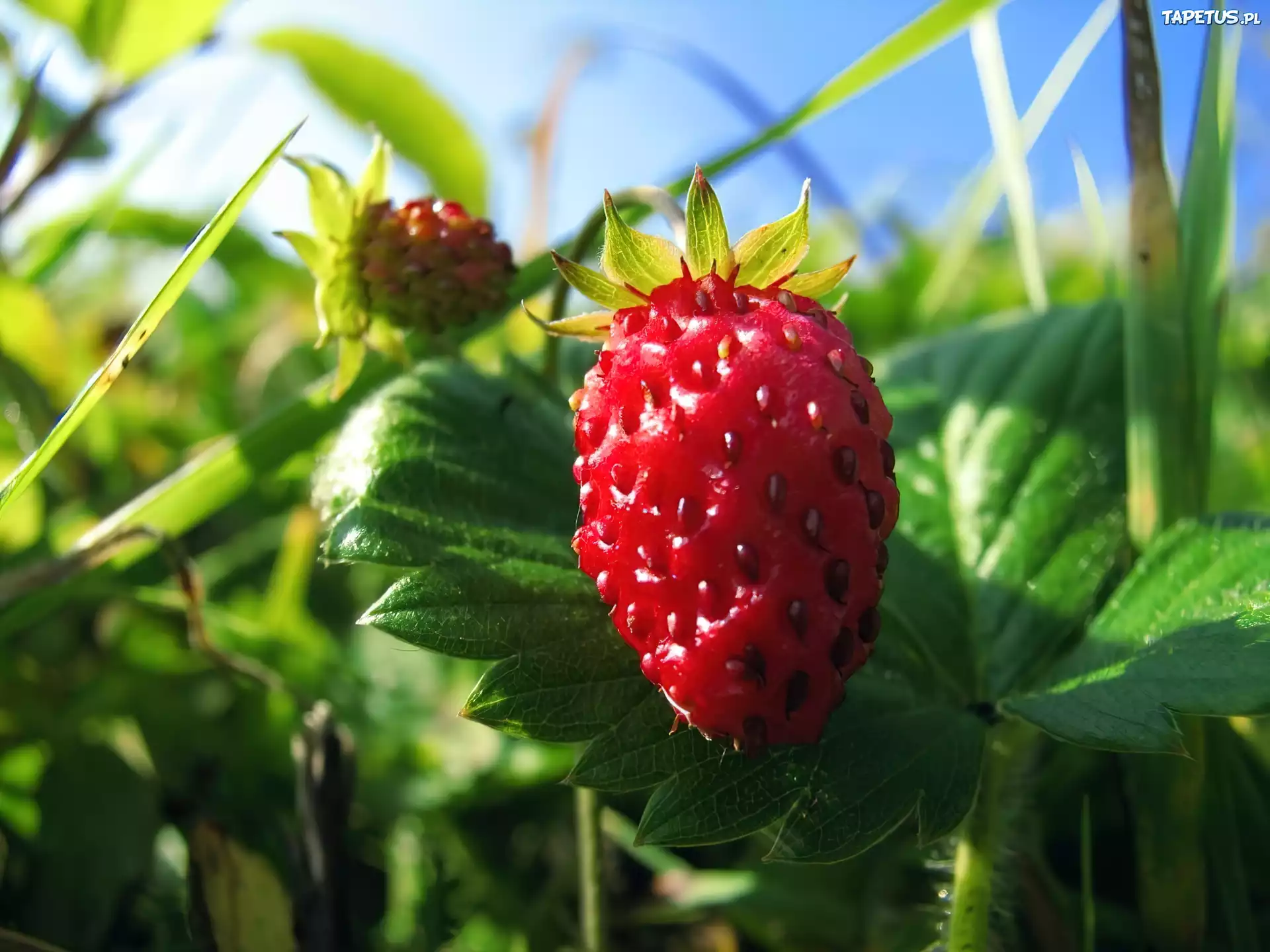 Fragaria