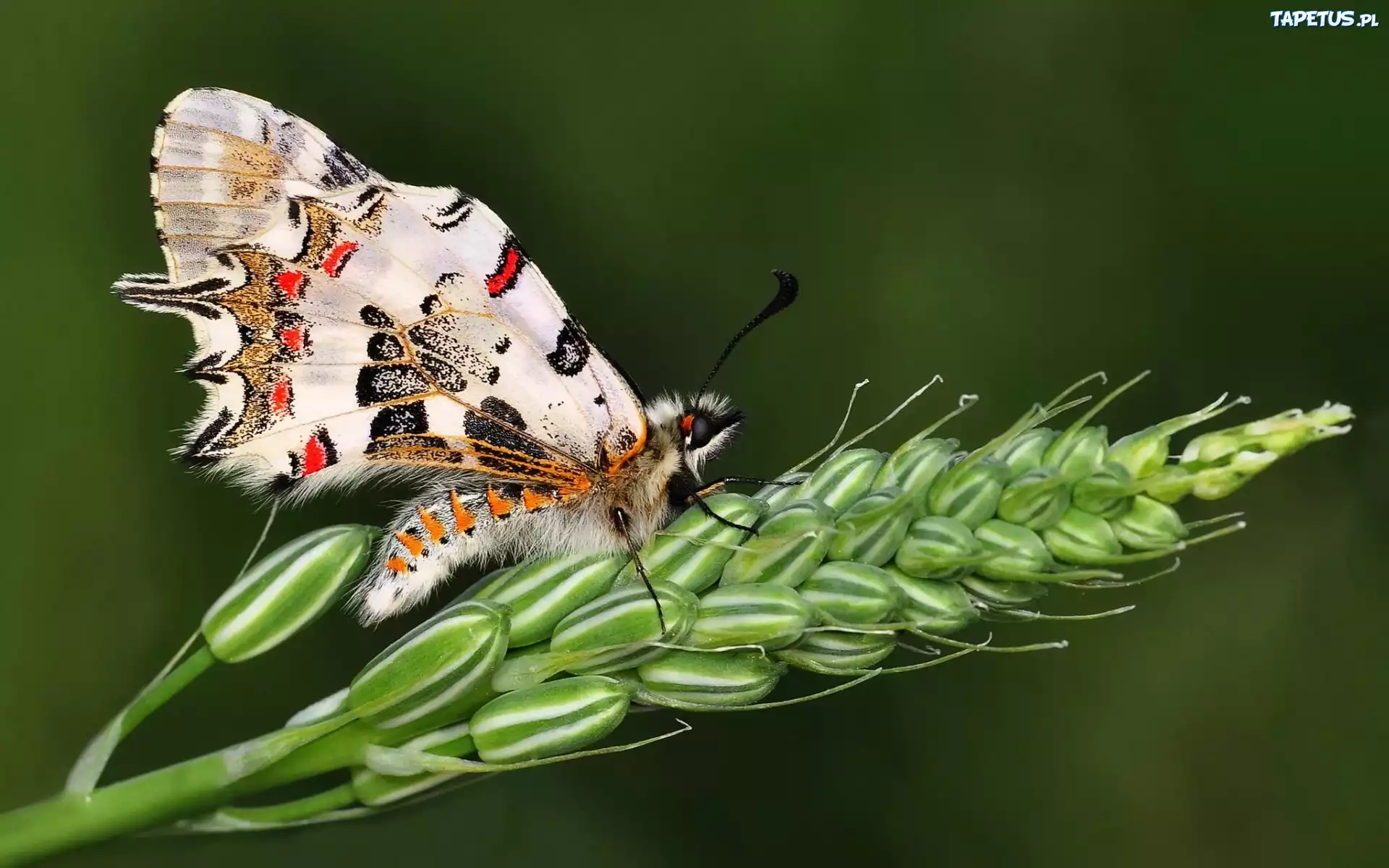 Motyl, Kłos, Zboża, makro