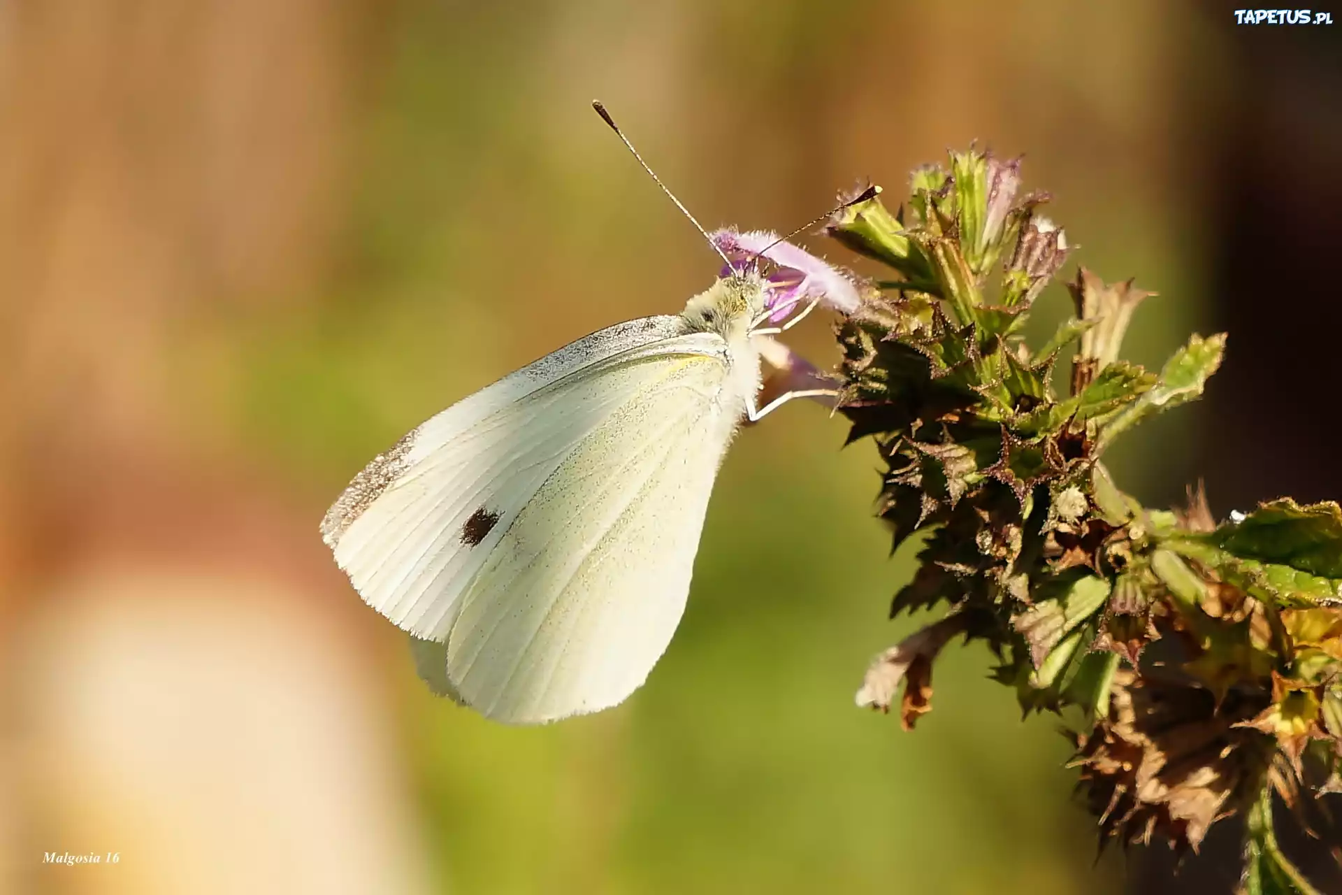 Motyl, Bielinek, Kapustnik