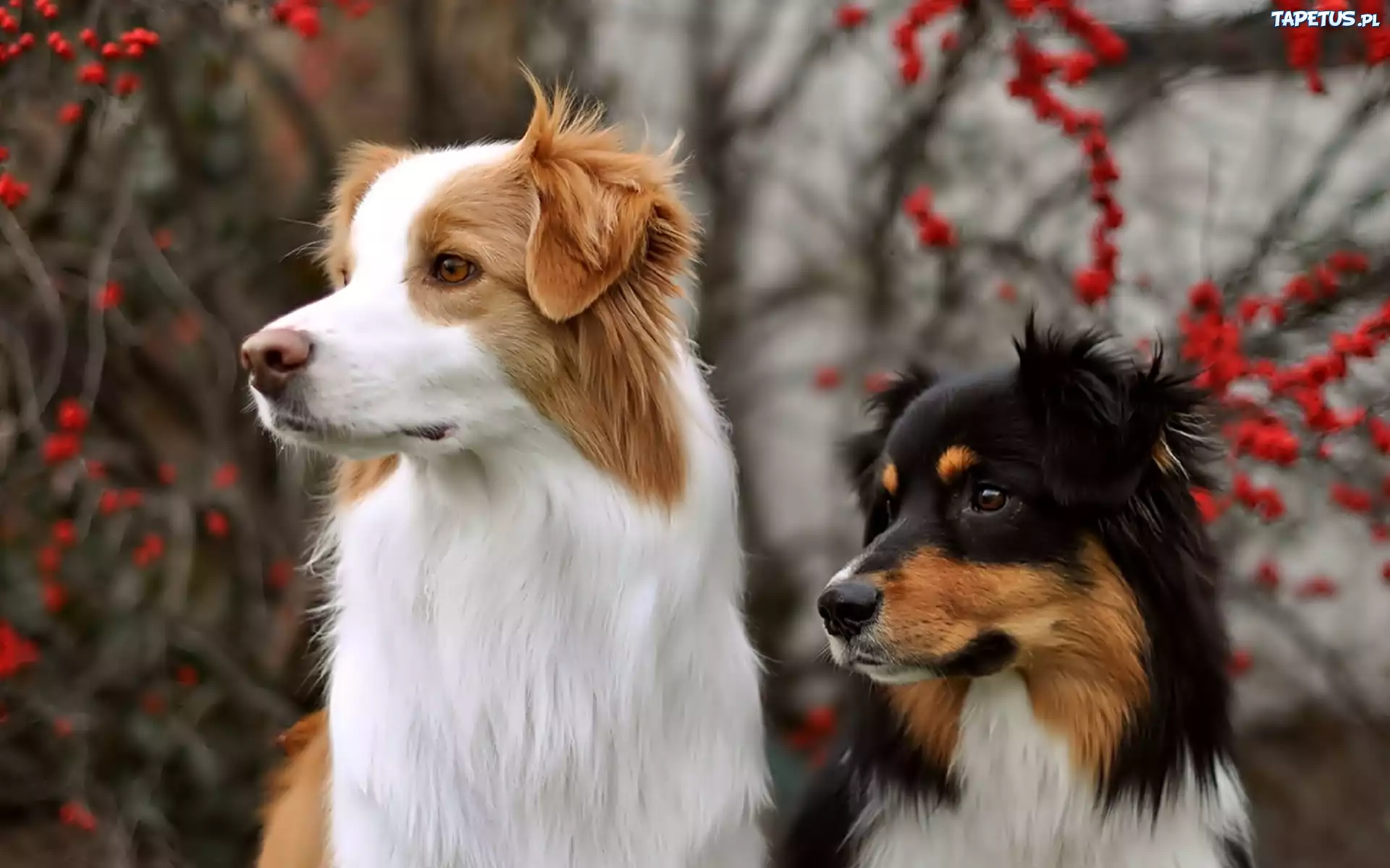 Dwa, Psy, Spaniel