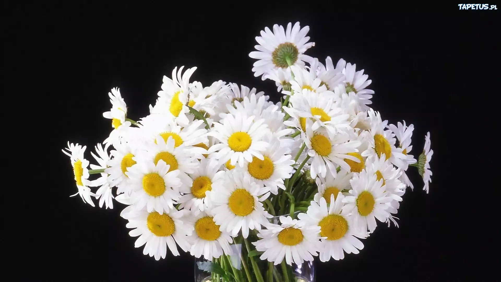 Bukiet, Margerytki