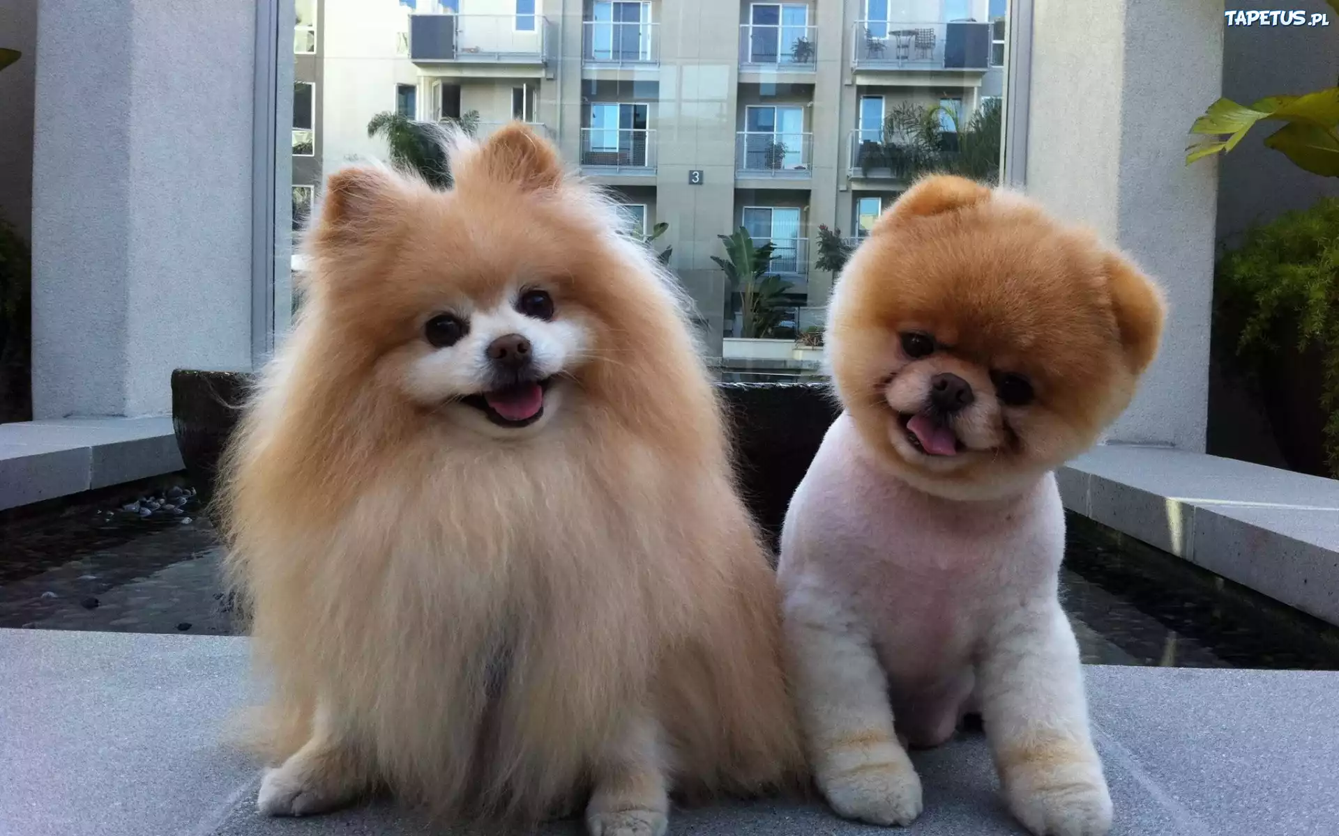 Pieski, Pomeranian