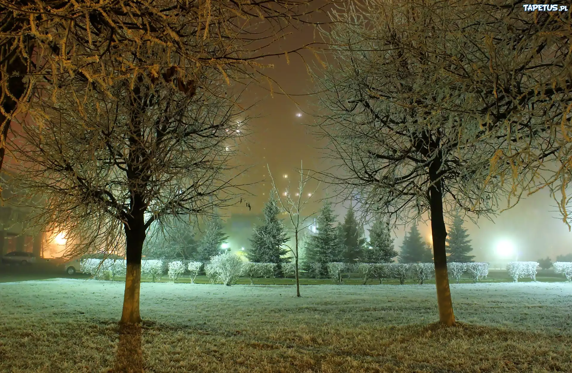Park, Noc, Drzewa, Oświetlenie
