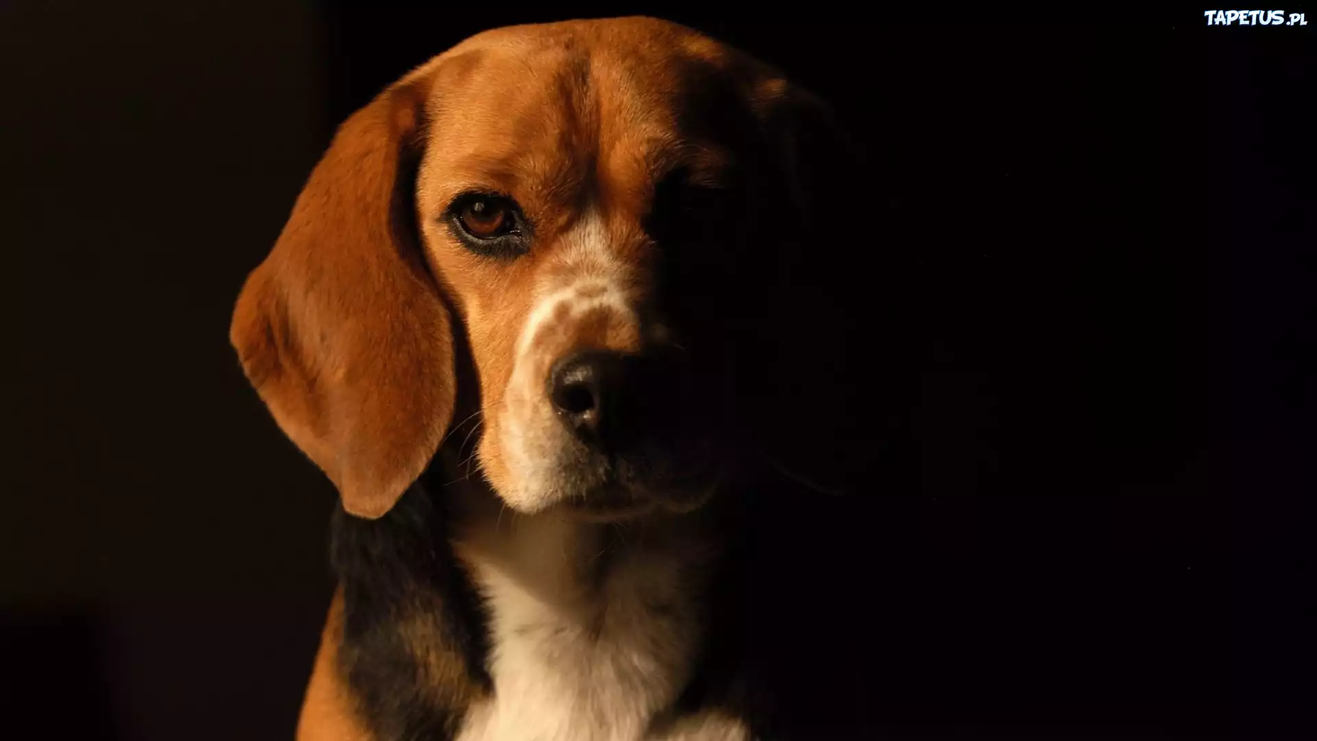 Beagle, Portret