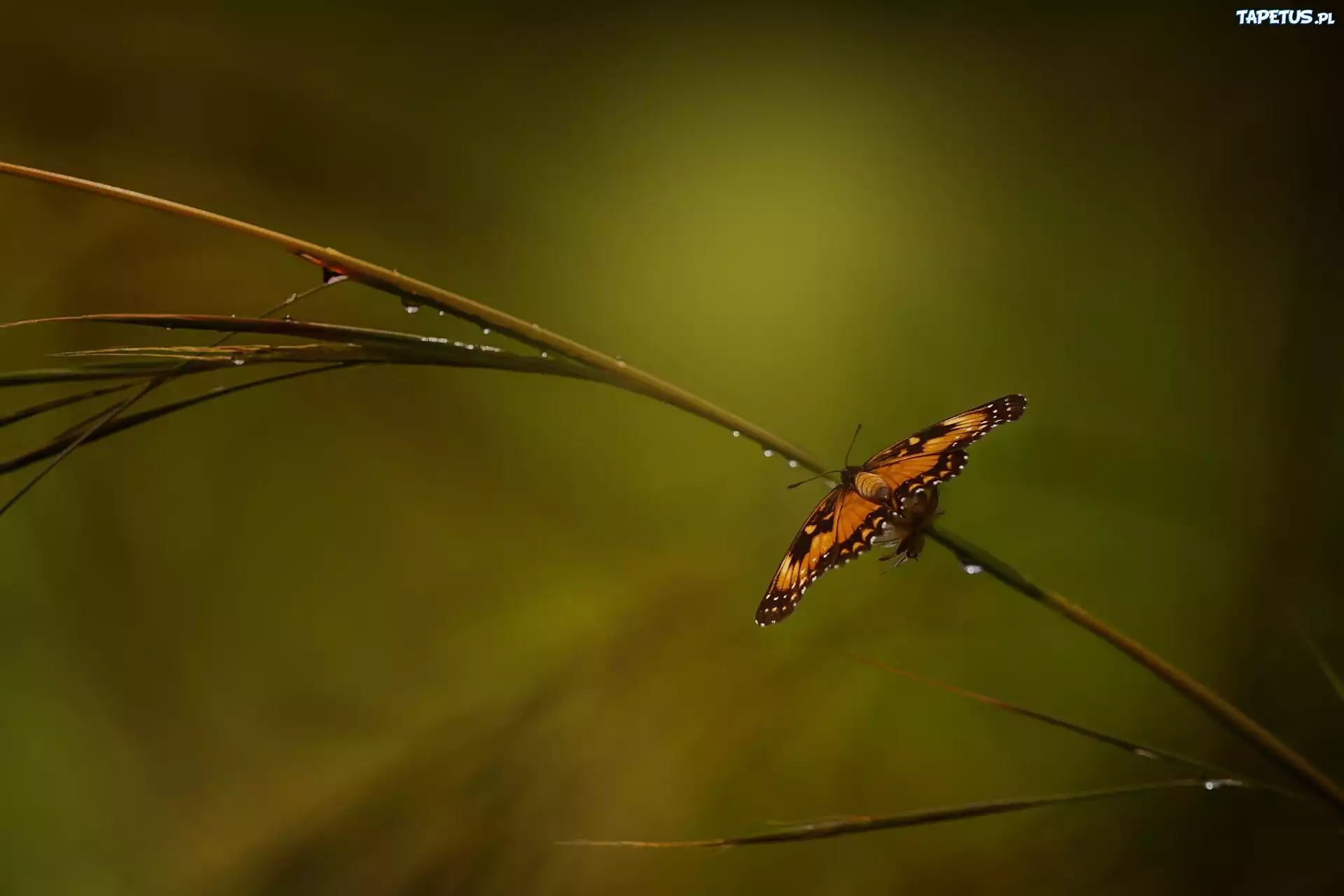 Gałązka, Motyl