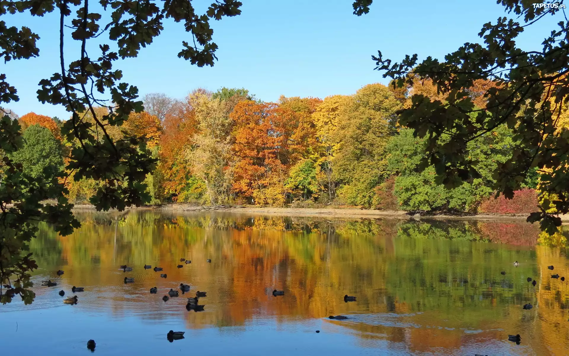 Park, Staw, Kaczki, Jesień