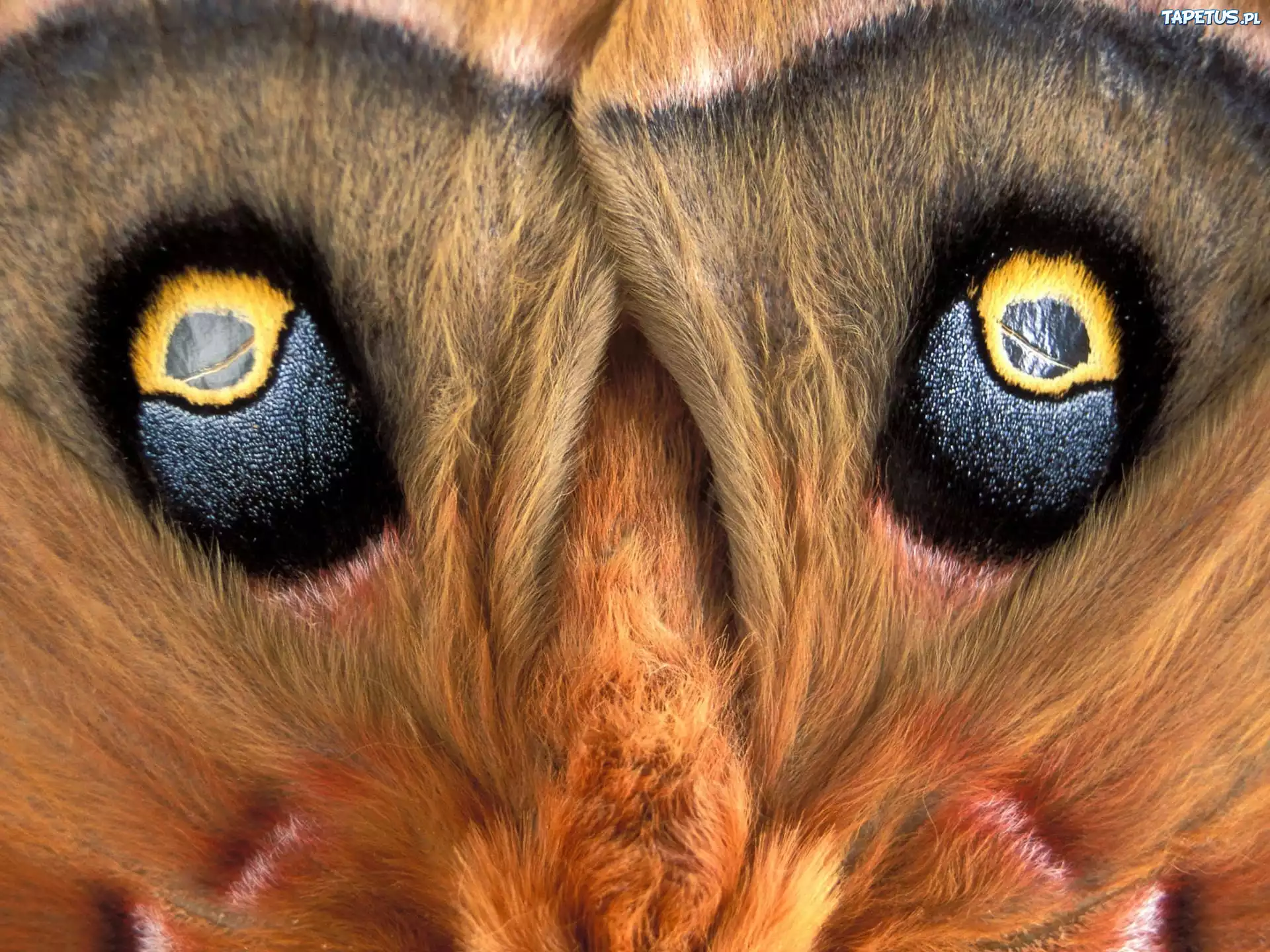 Название животного глаза. Глаза животных. Необычные глаза животных. Глаза животных макро. Глаза зверя.