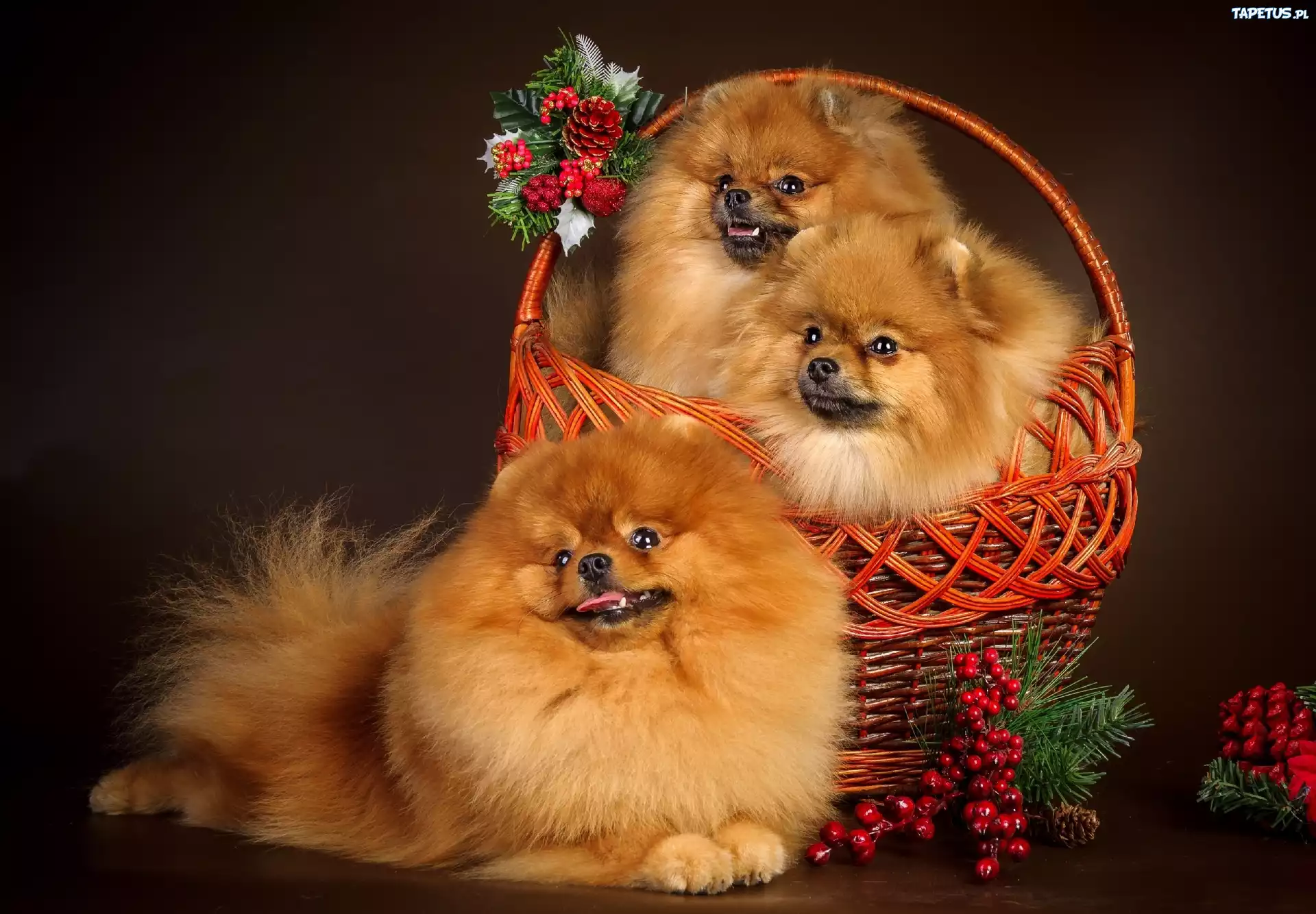 Trzy, Pieski, Koszyczek