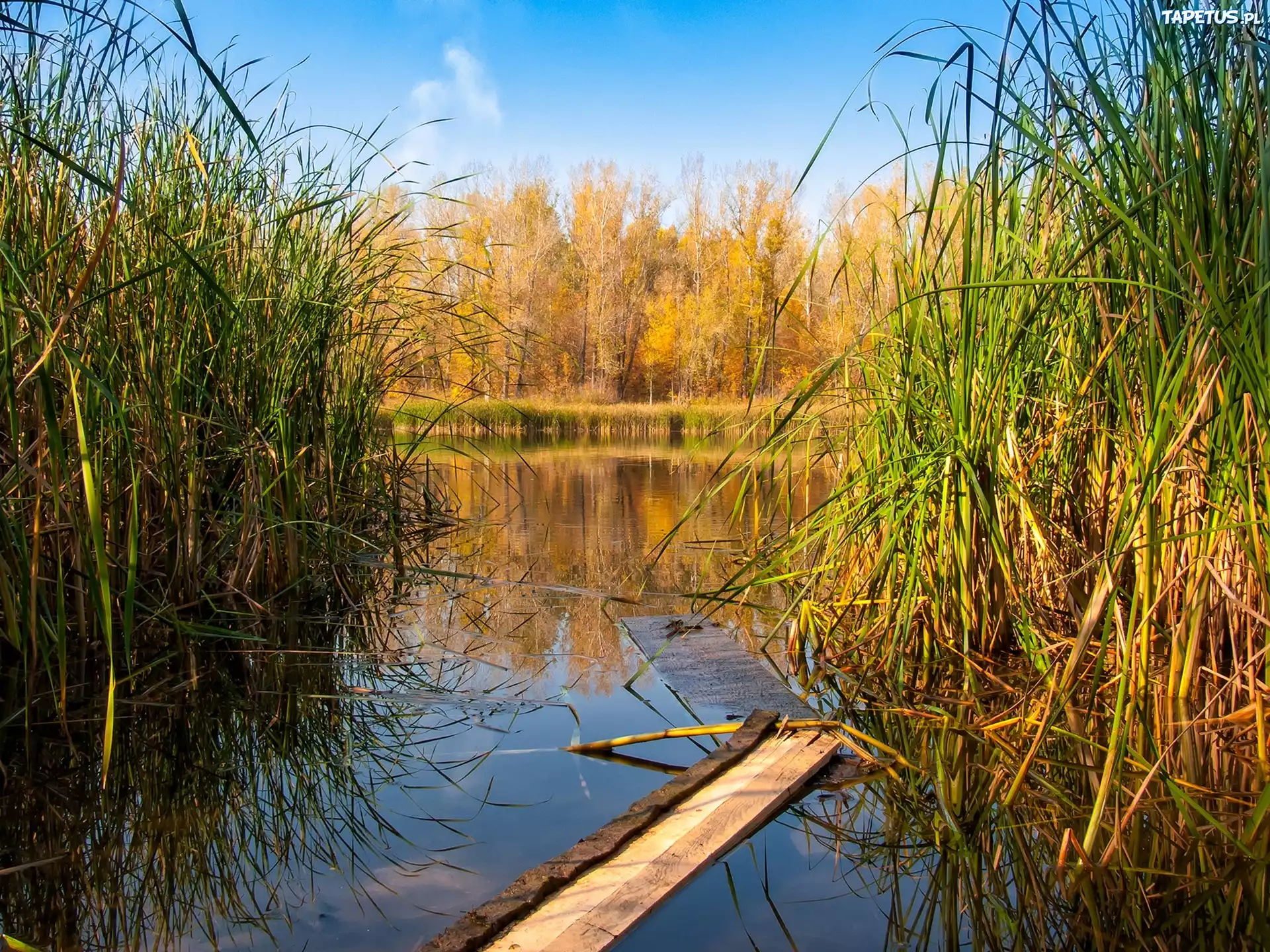 Jesień, Drzewa, Trzcina, Staw