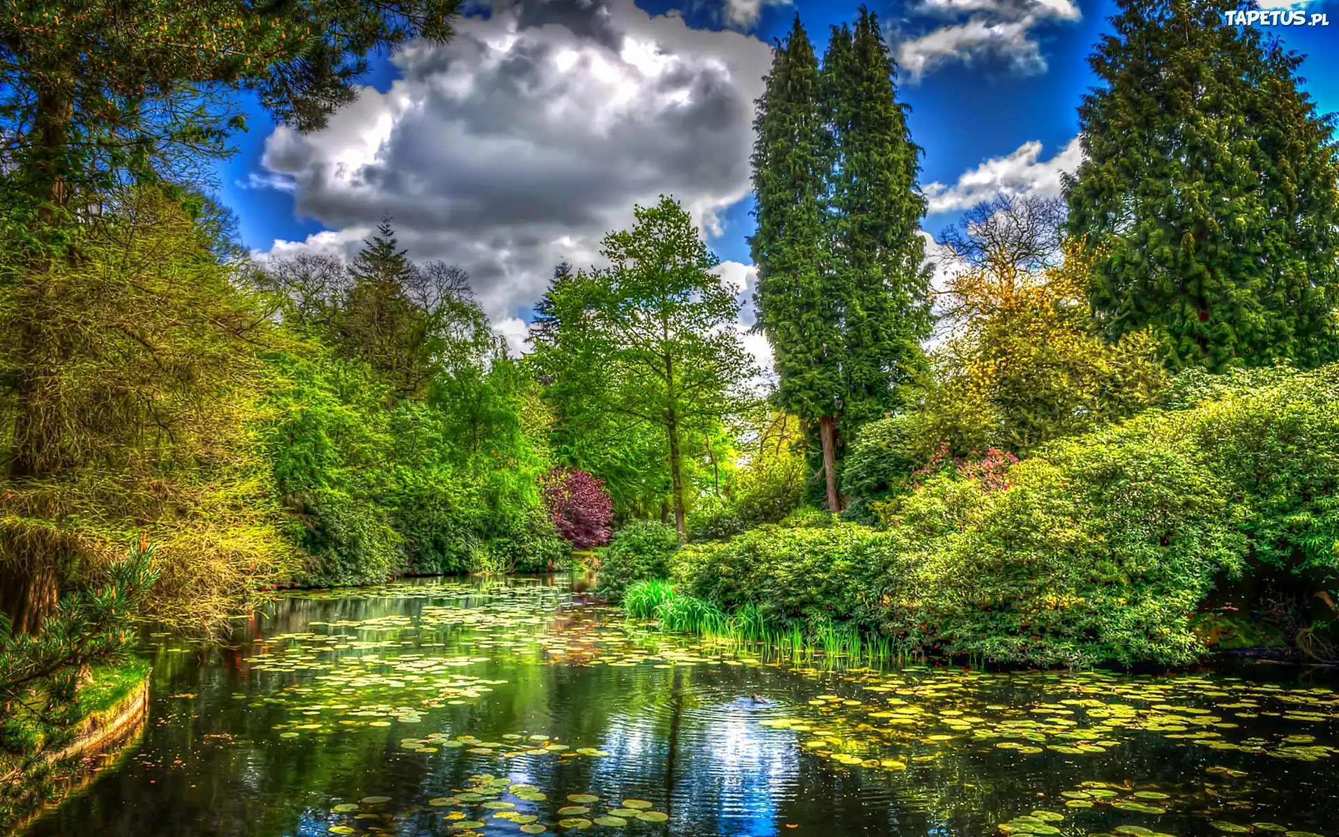 Park, Staw, Drzewa