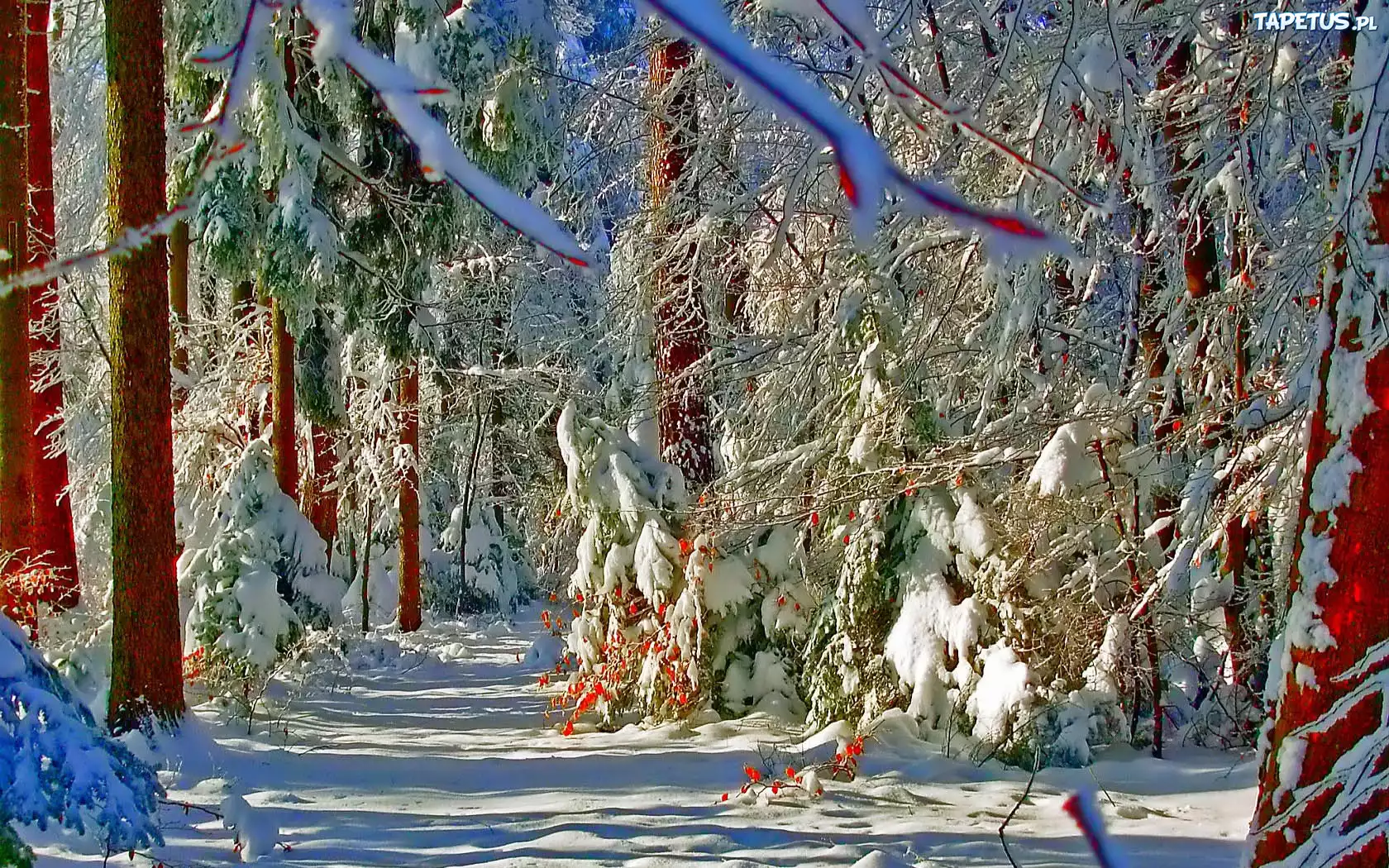 Zima, Śnieg, Las