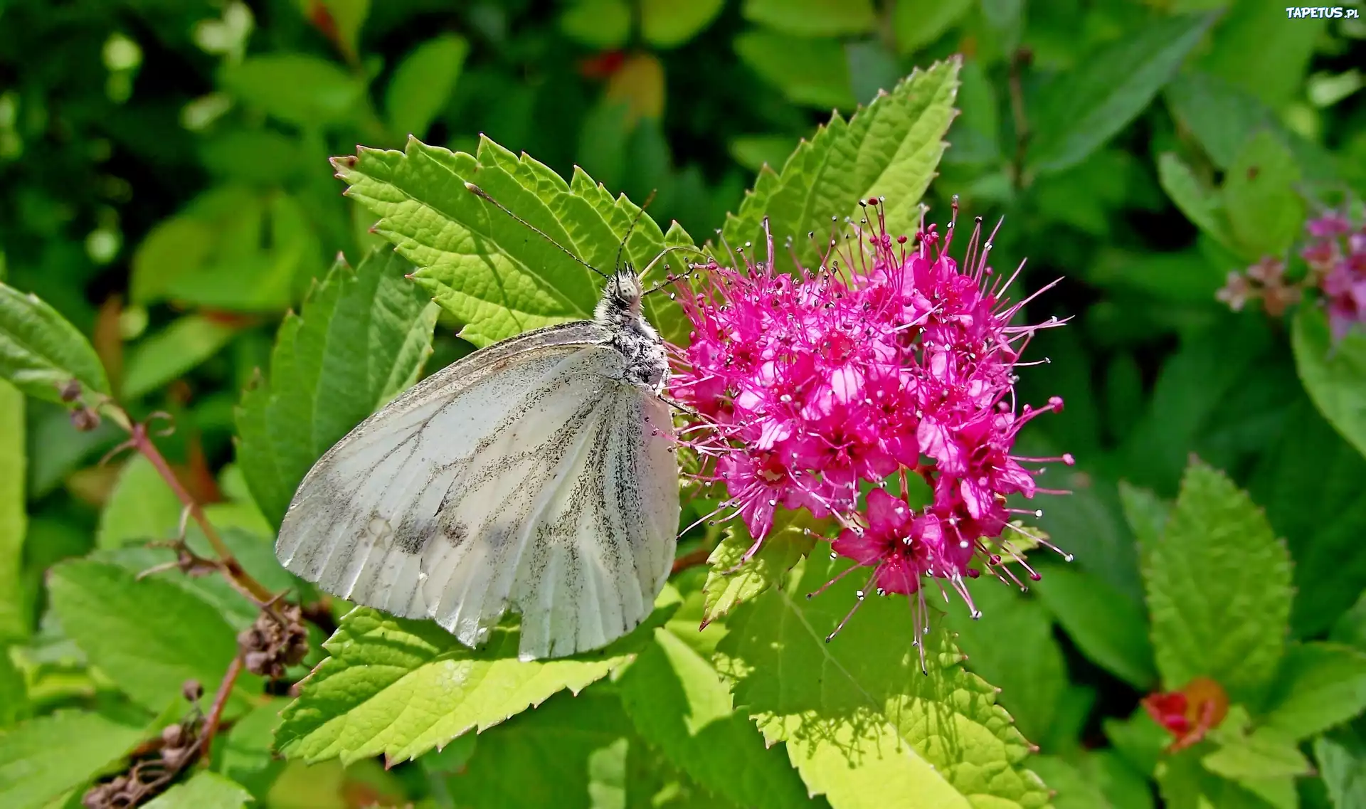Krzew, Pęcherznica, Kalinolistna, Motyl, Bielinek