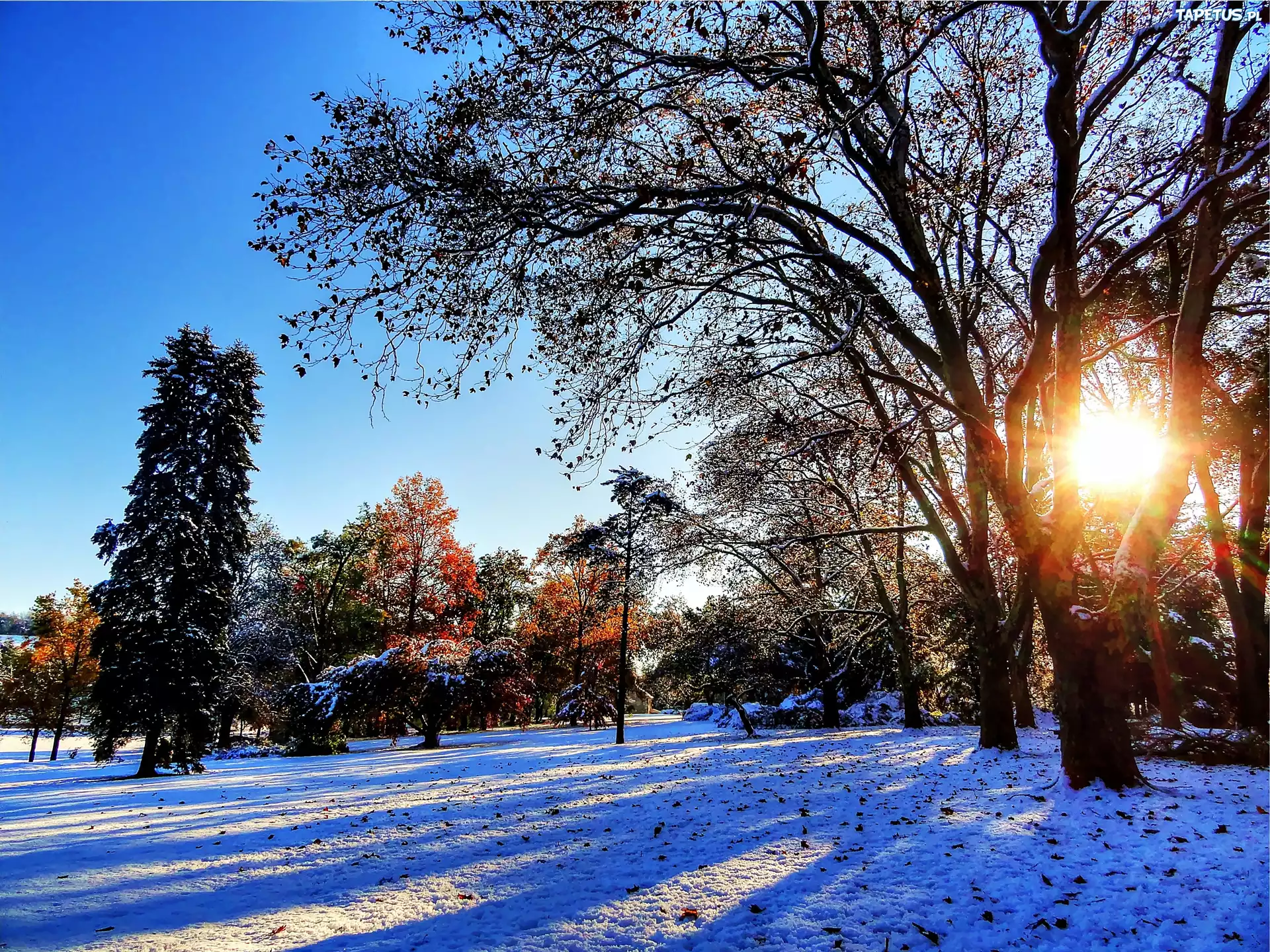 Zima, Park, Przebijające, Światło, Drzewa