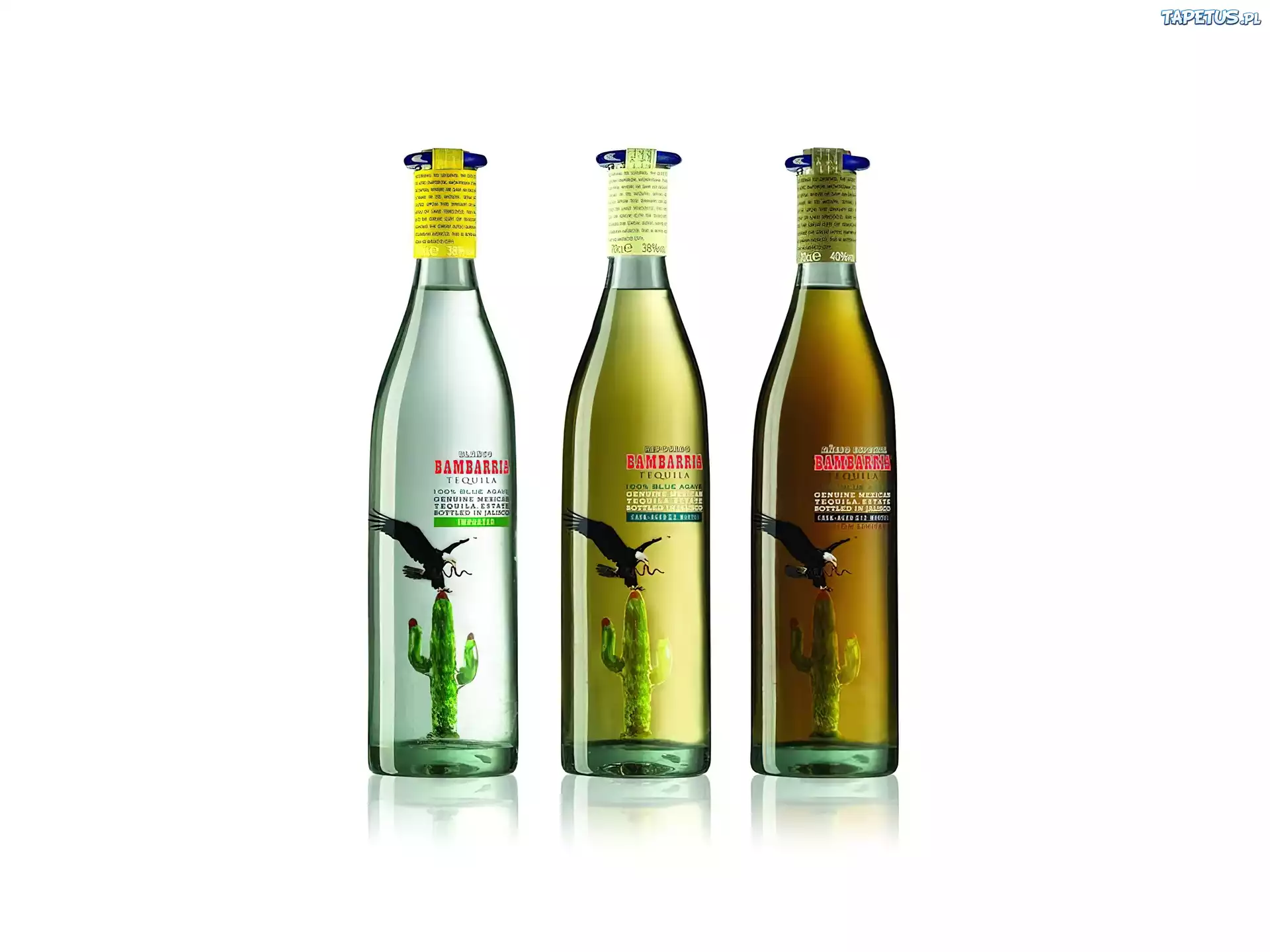 Tequila, kaktusy