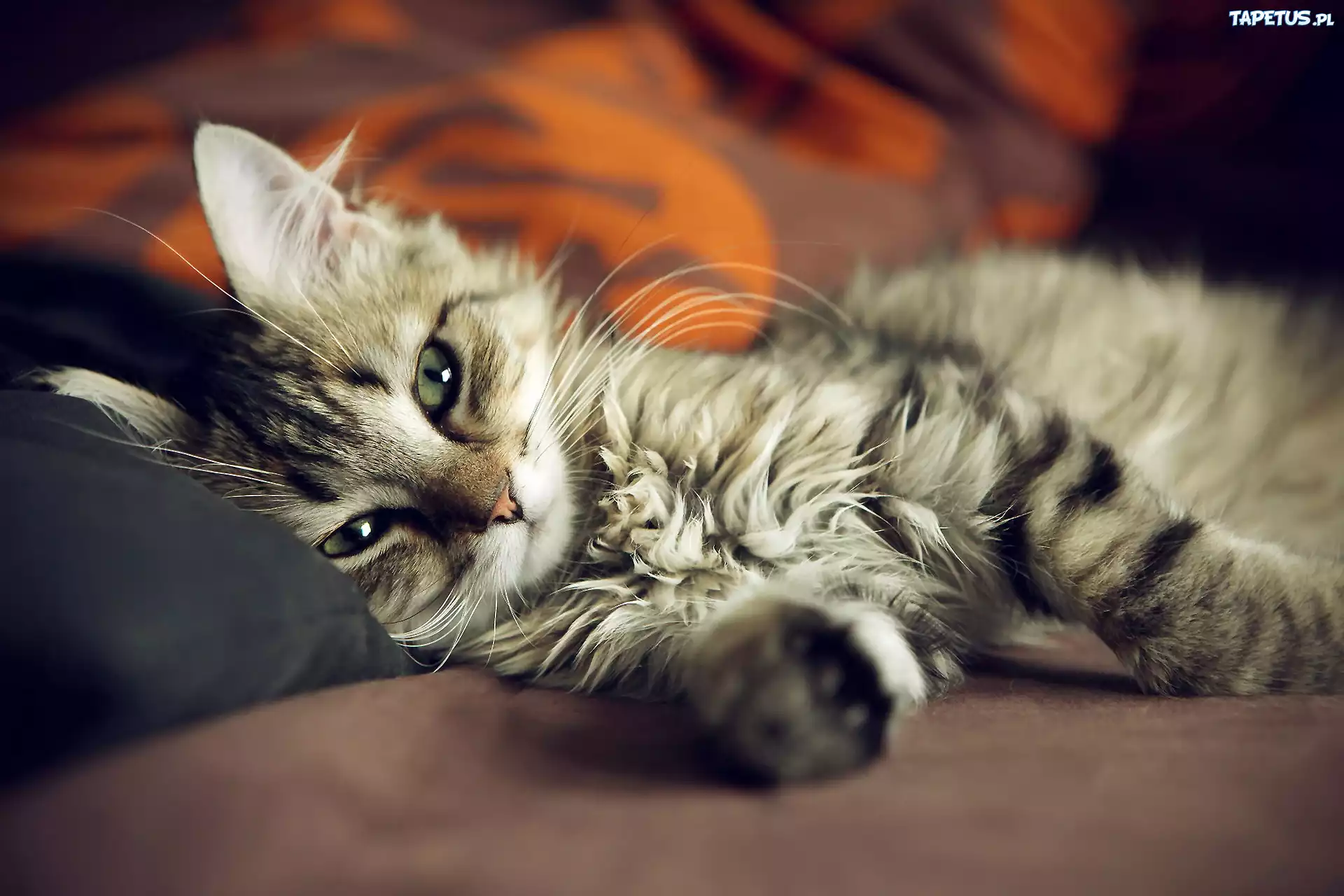 Kot, Kotek, Maine coon