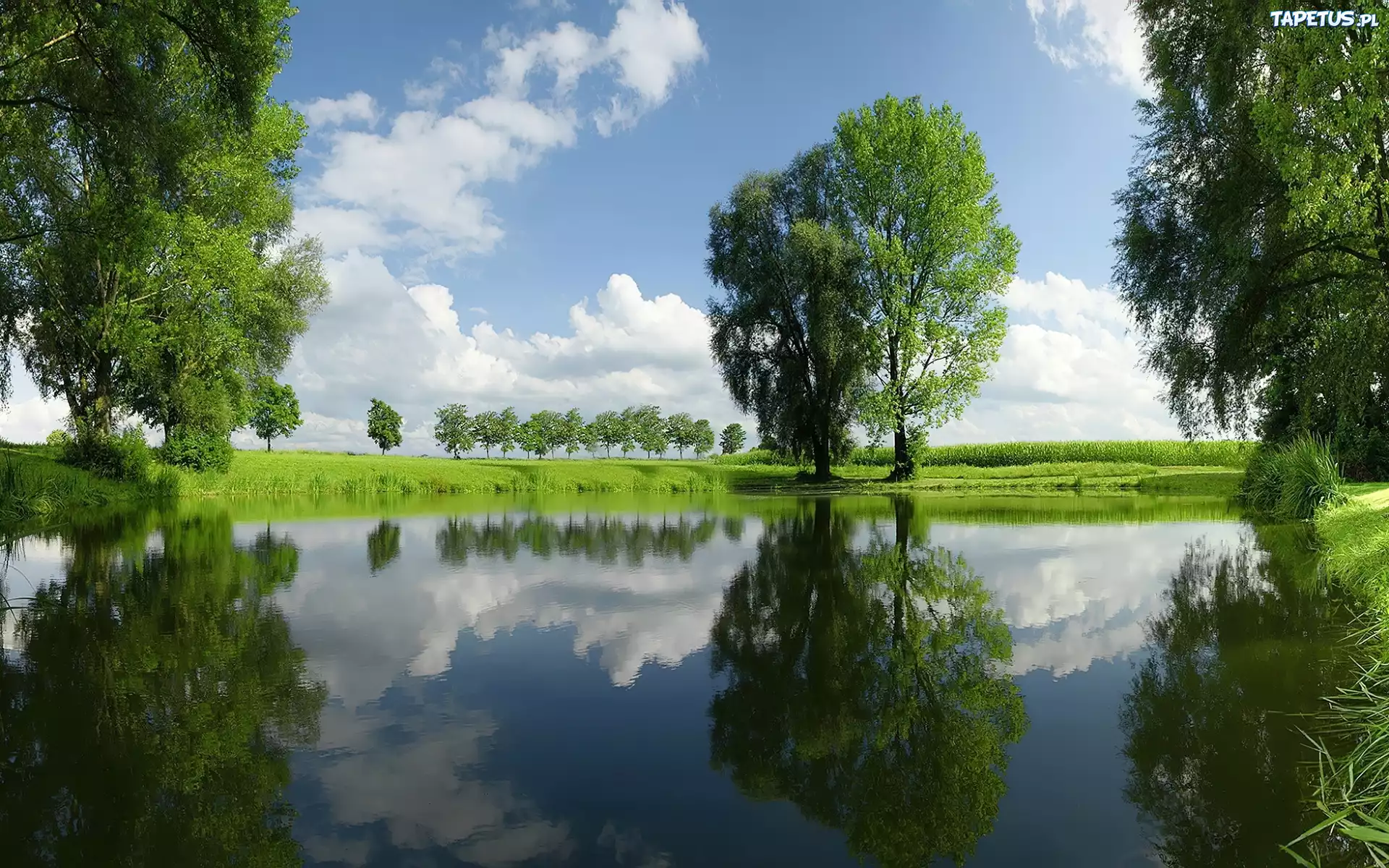 Jezioro, Łąki, Drzewa