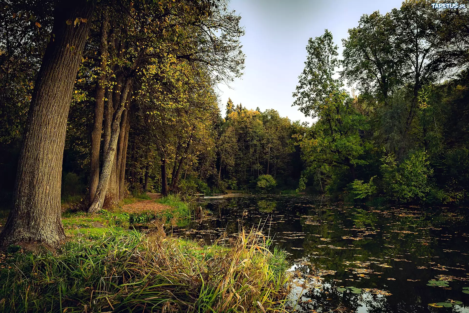Las, Staw, Jesień