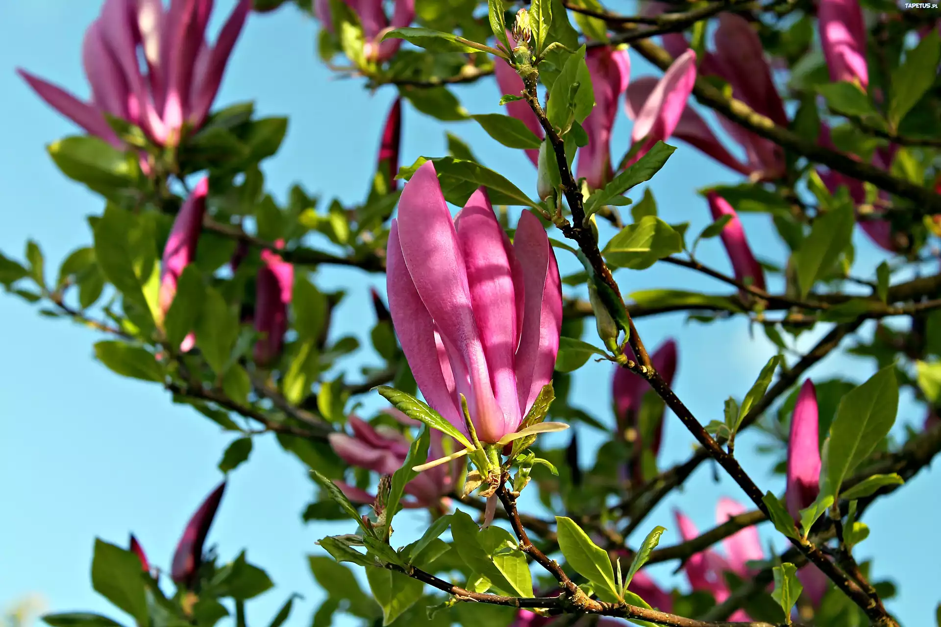 Magnolia, Światło, Wiosna