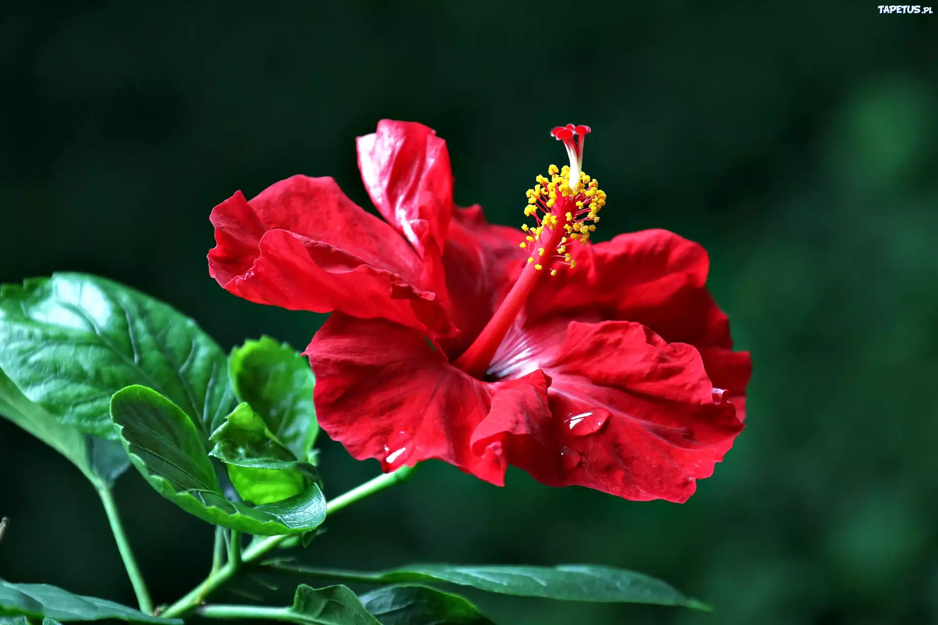 Czerwony, Hibiskus, Listki