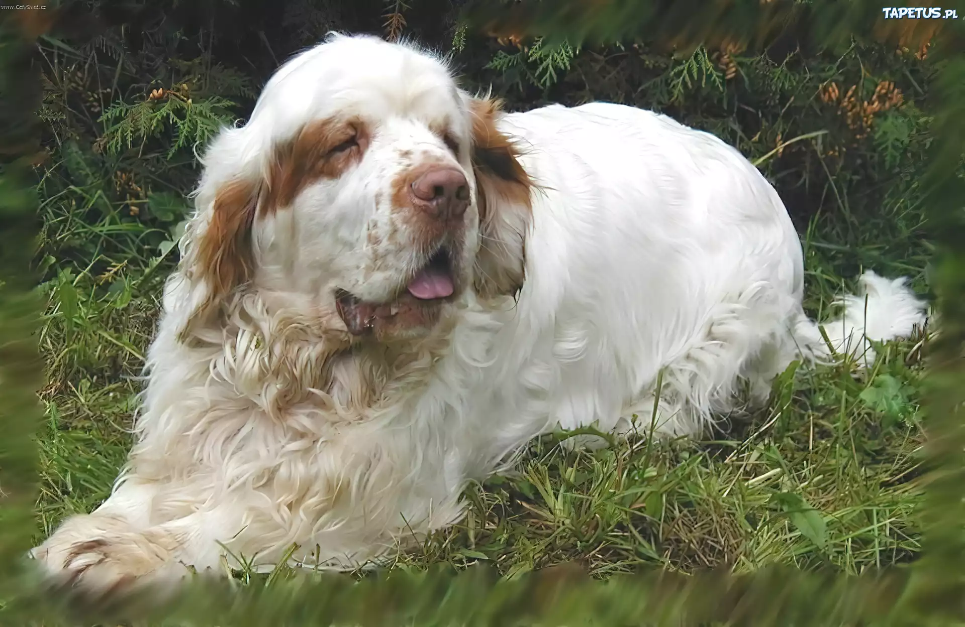 dorosły, Clumber spaniel, trawa