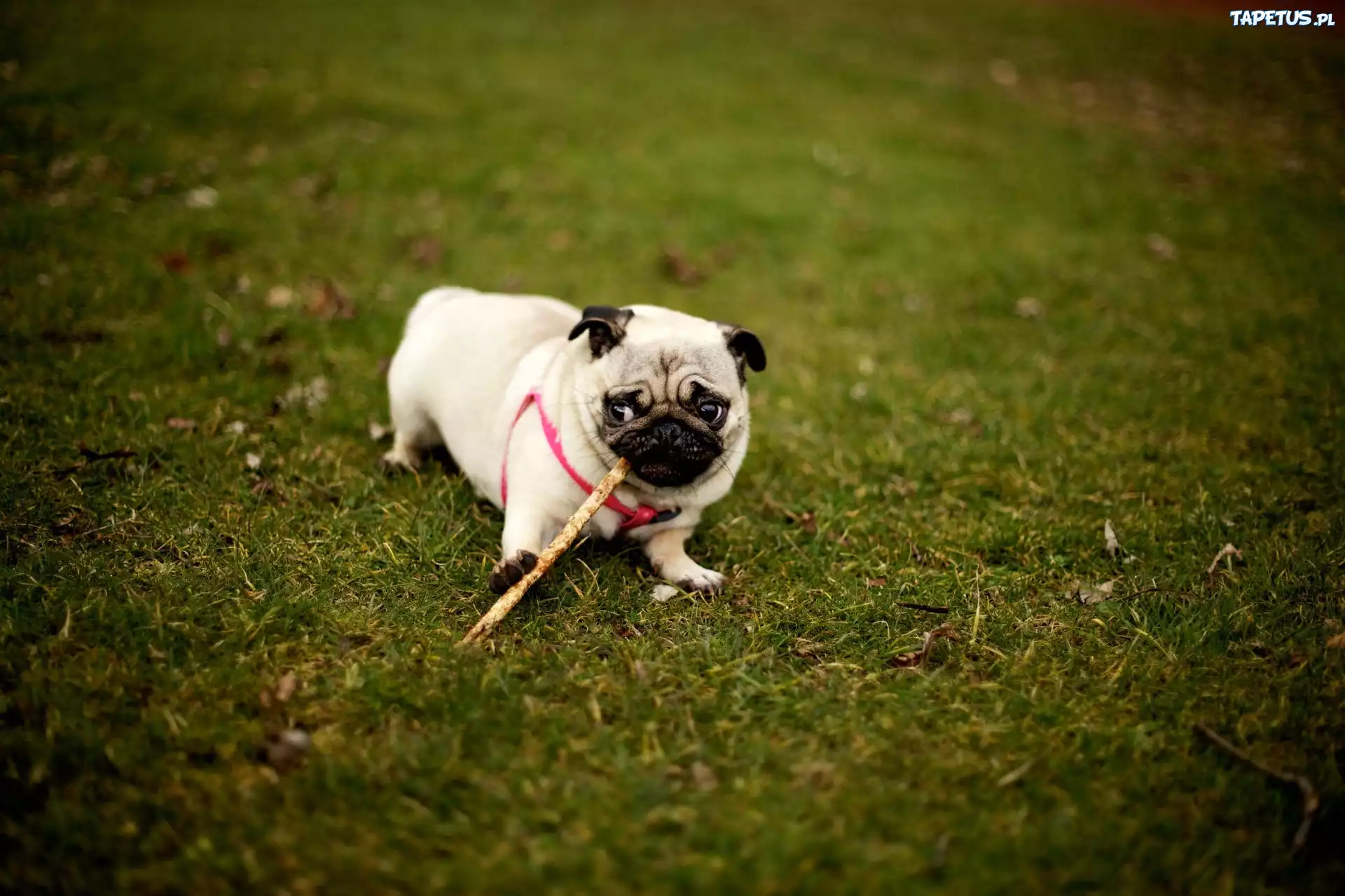 Trawa, Mops