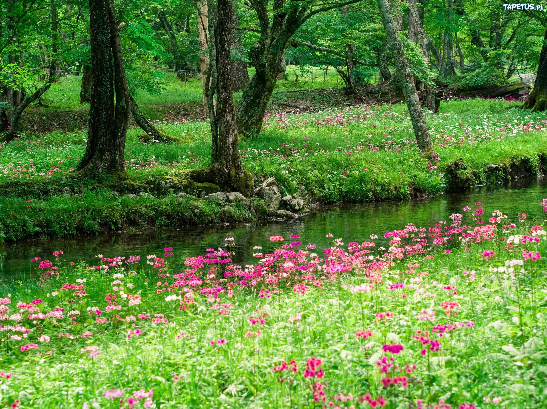 Park, Drzewa, Trawa, Rów, Różowe, Kwiaty
