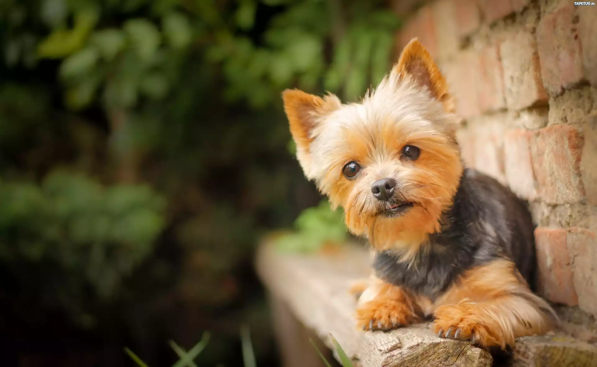Pies, Szczeniak, Yorkshire Terrier